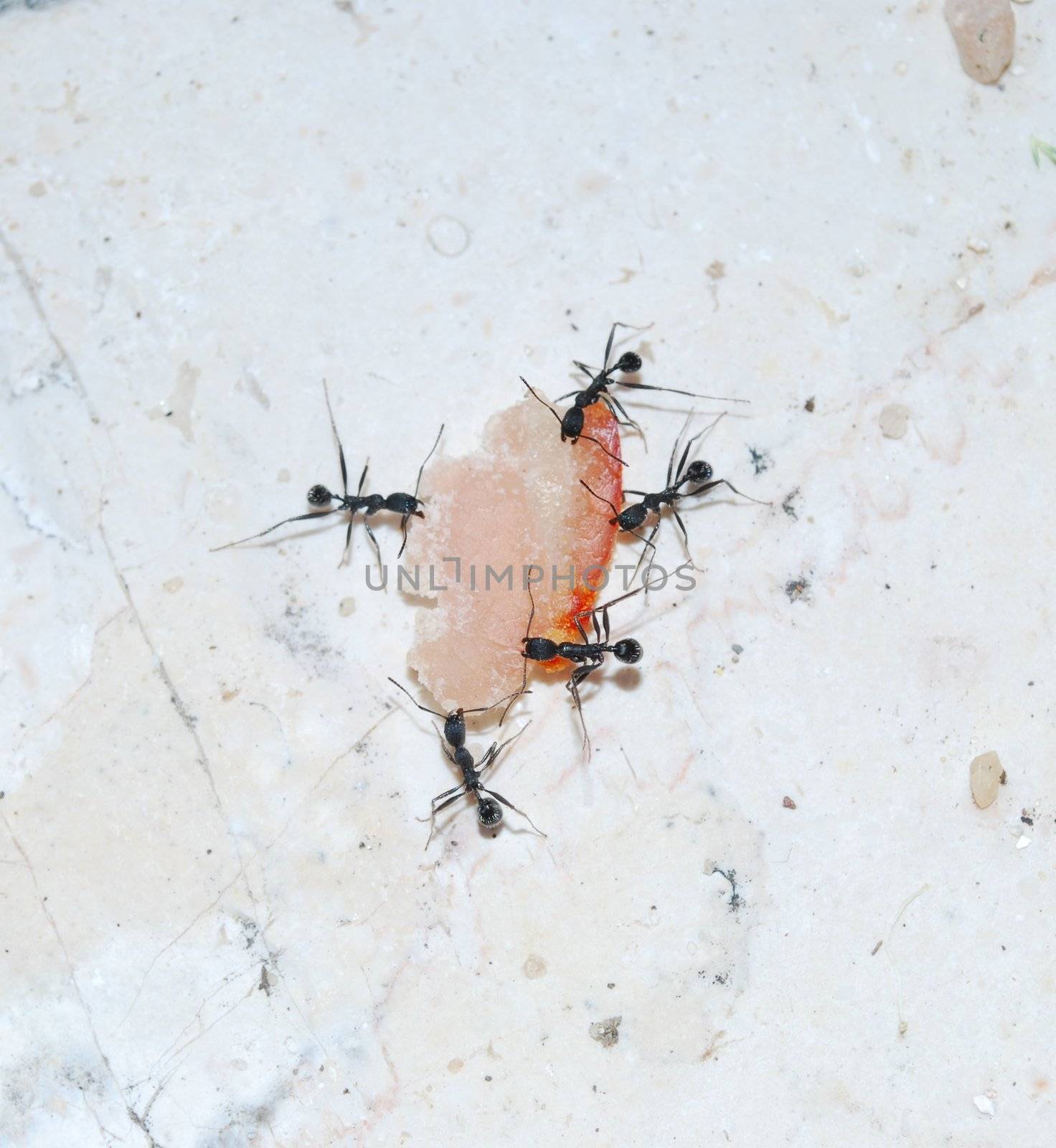five ants carrying a small piece of ham (stone background)