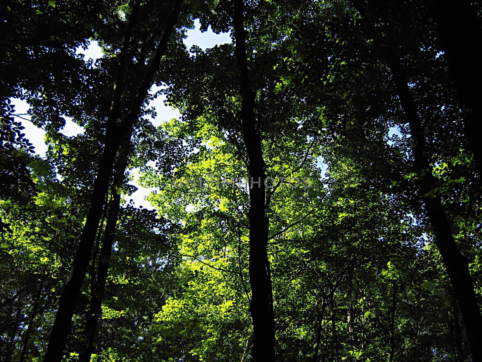 A photograph of trees detailing their foliage.