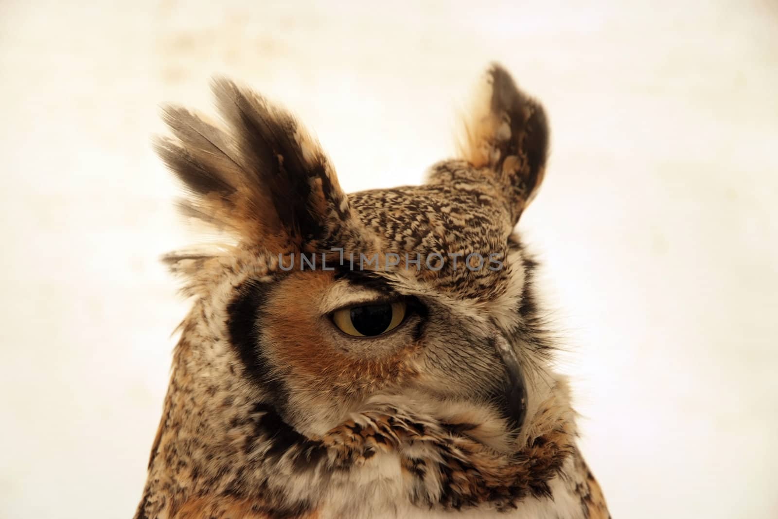 Eagle Owl looking alert on a plain background