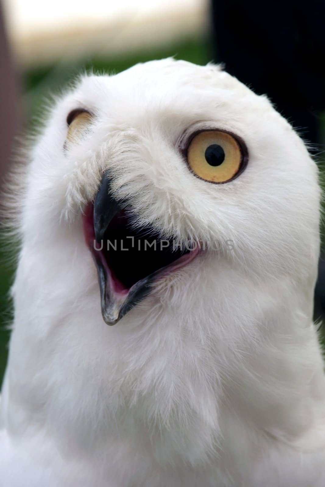 Snowy Owl with it's mouth open looking towards the camera