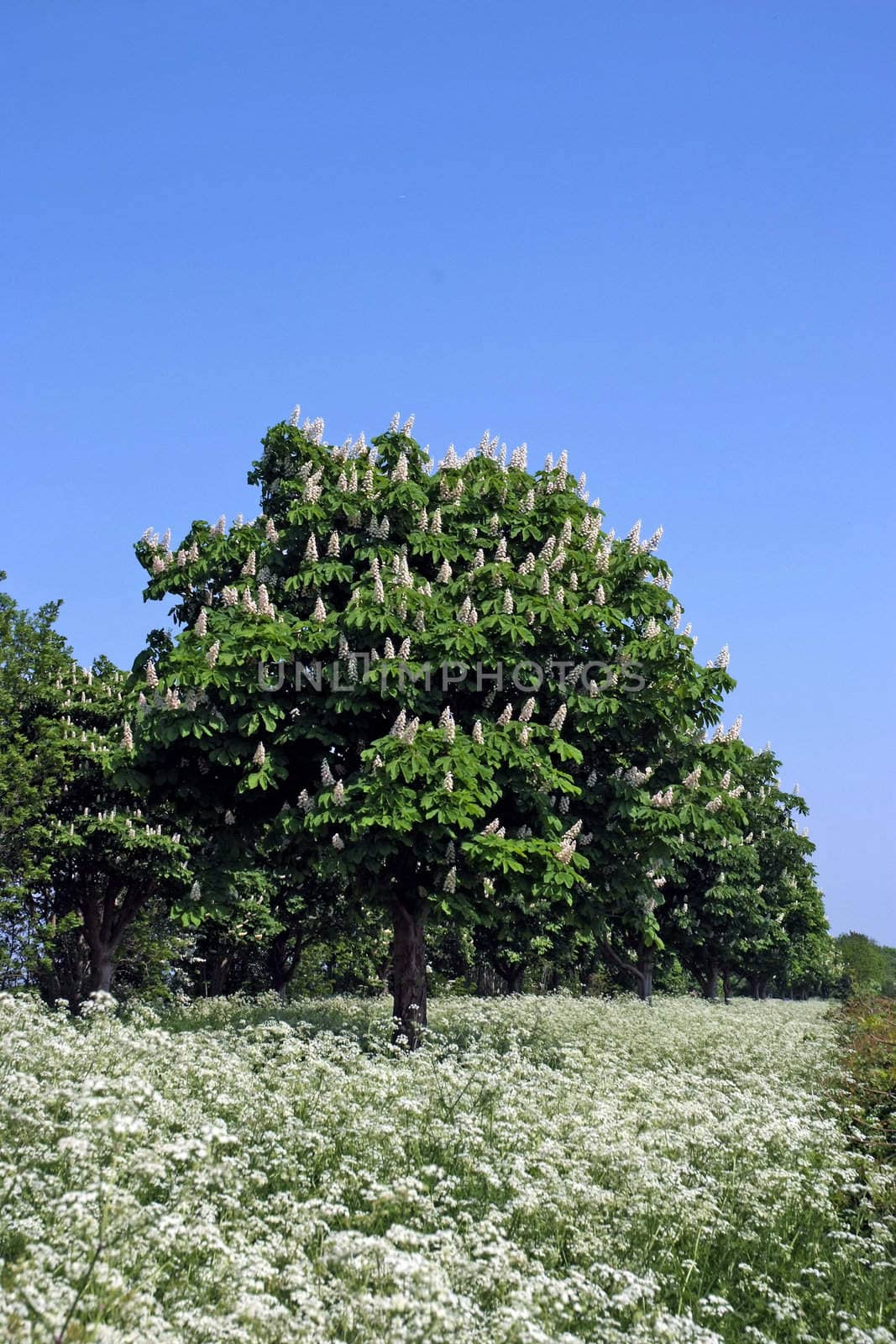 Horse -Chestnut tree in flower in spring