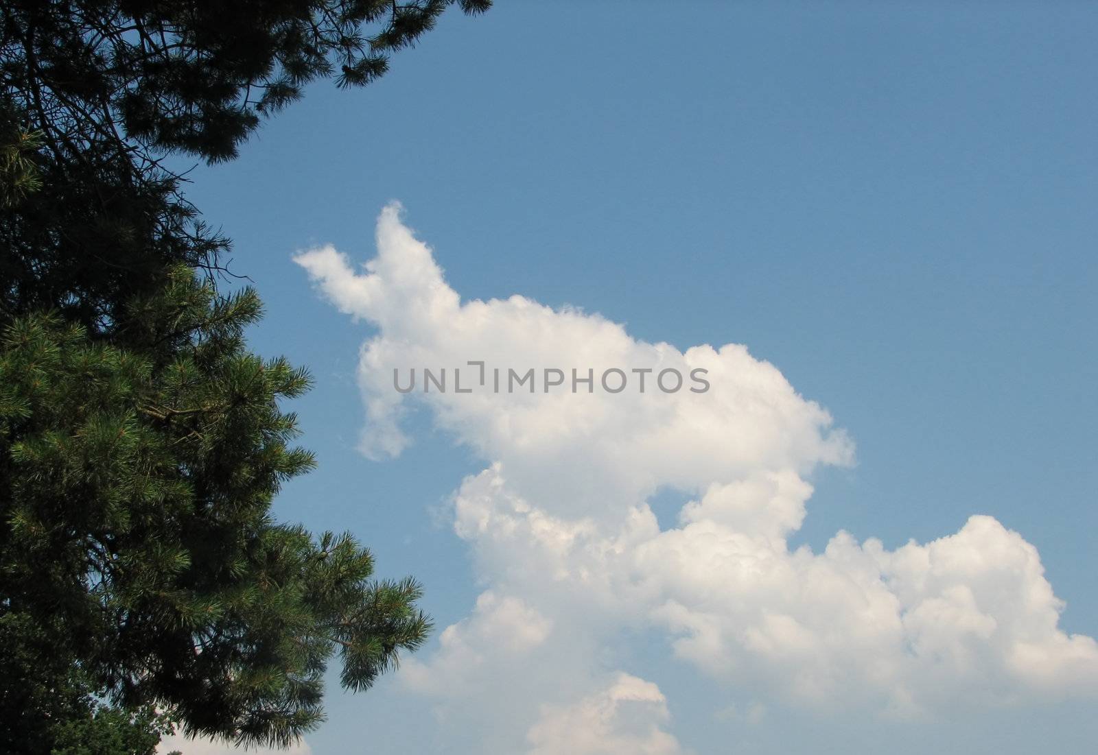 Sky with clouds, usable as background, a pine tree can be seen in the foreground