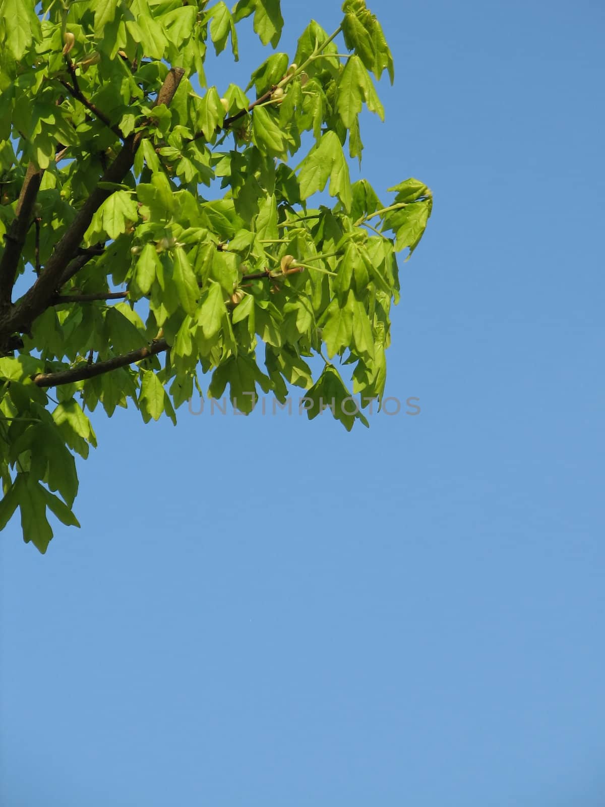 Sky with green leafs, usable as background