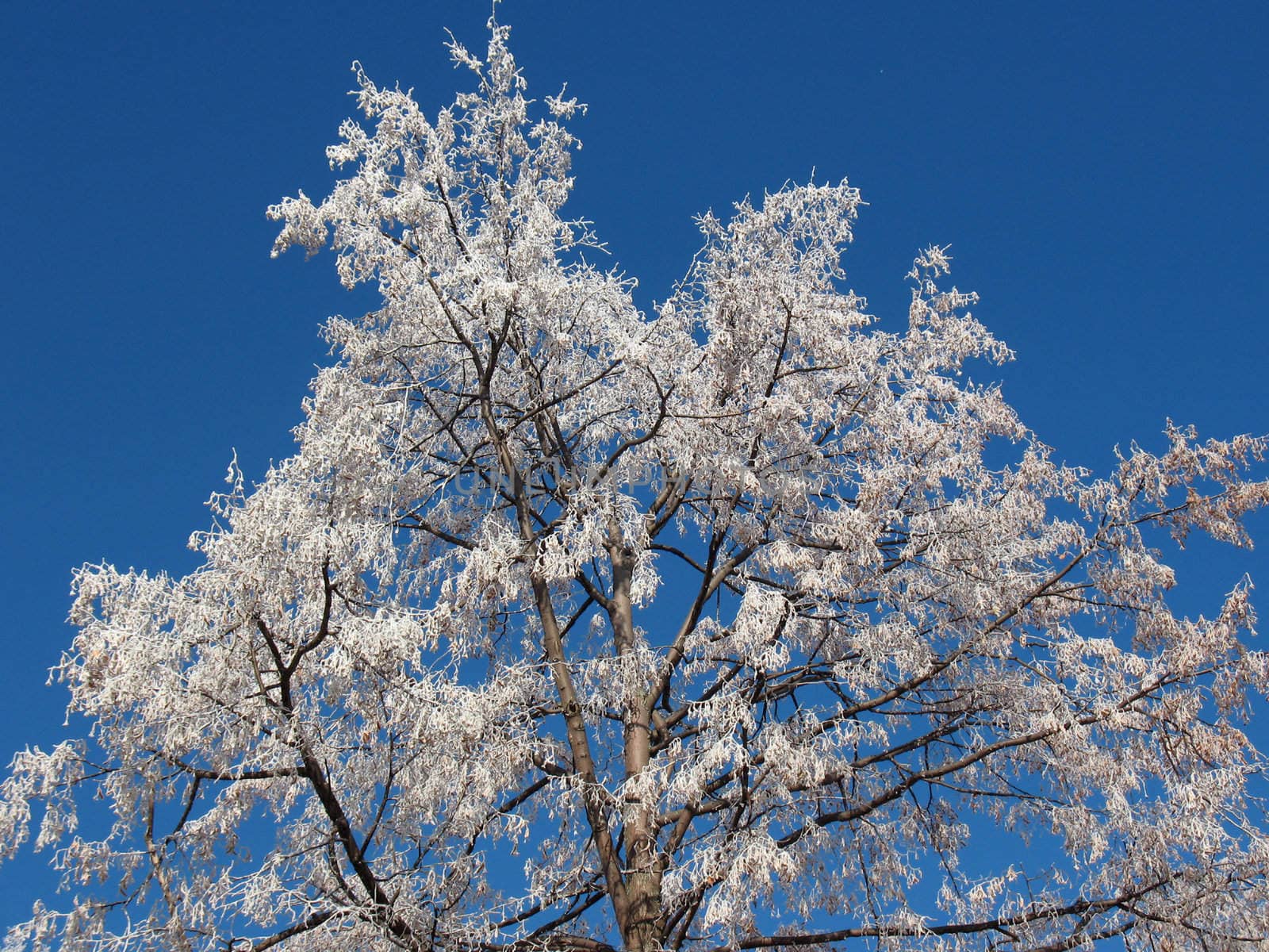 First hoarfrost on a branch.