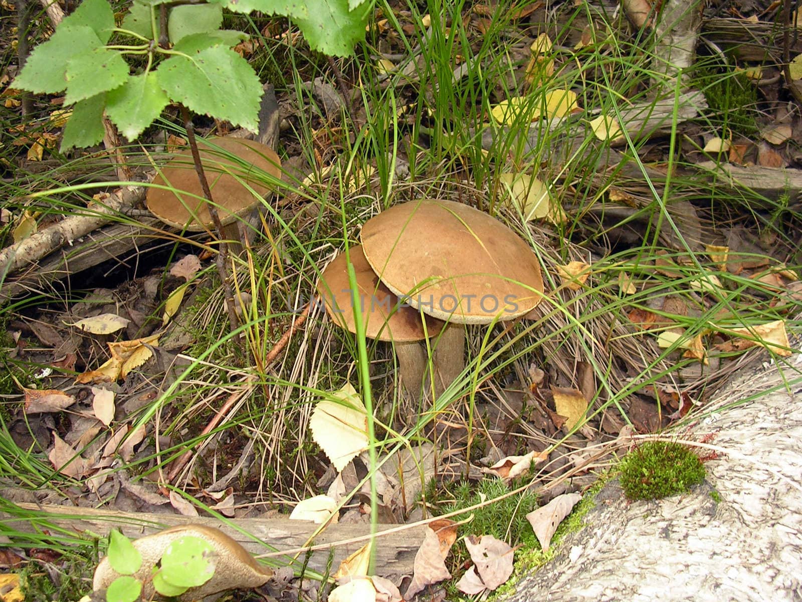 Mushroom in a wild forest.