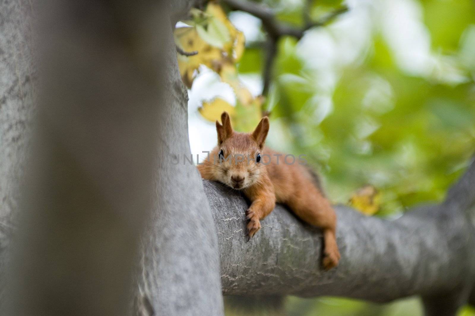 squirrel by andyphoto