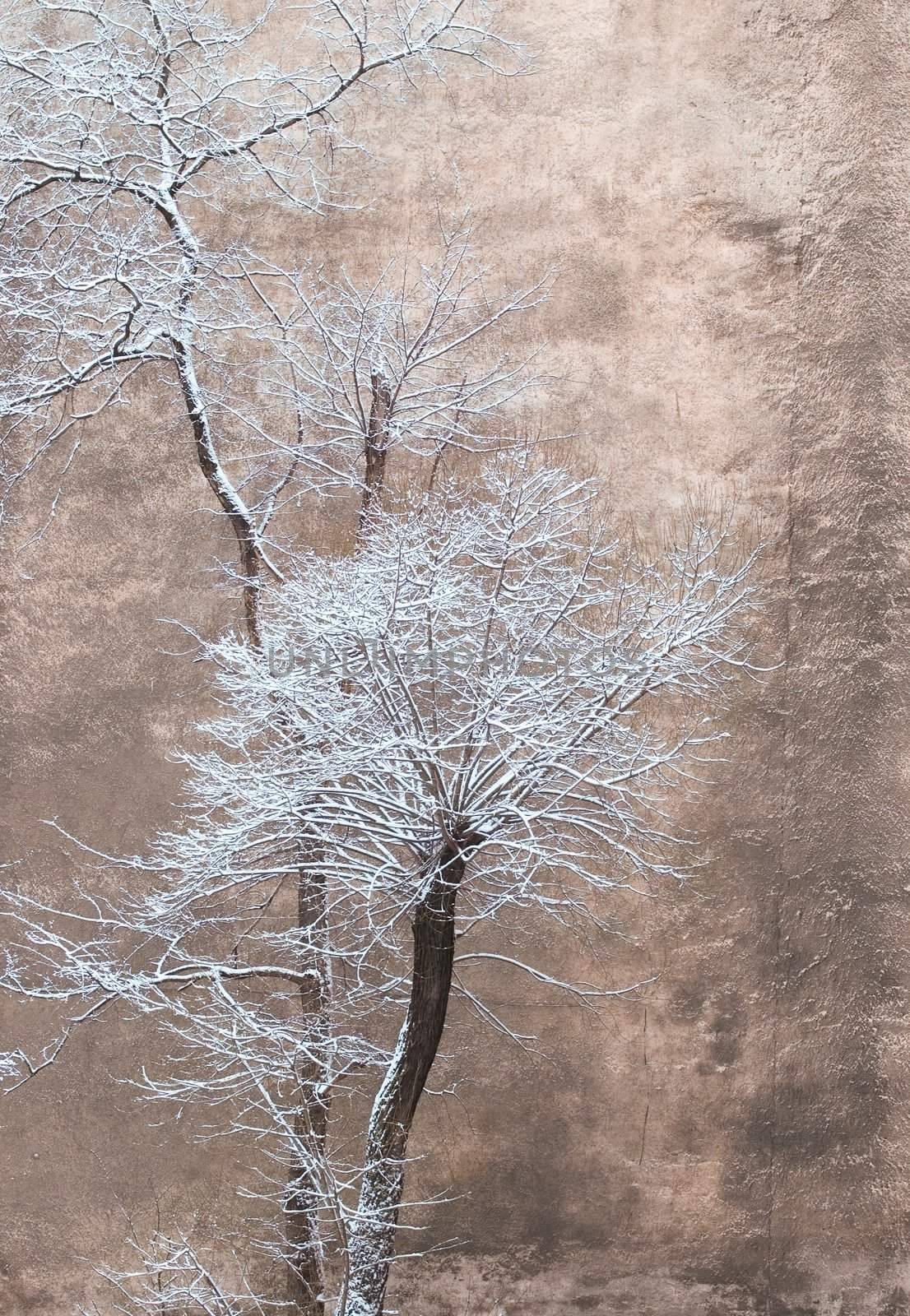 Trees under a snow on a background of a city wall