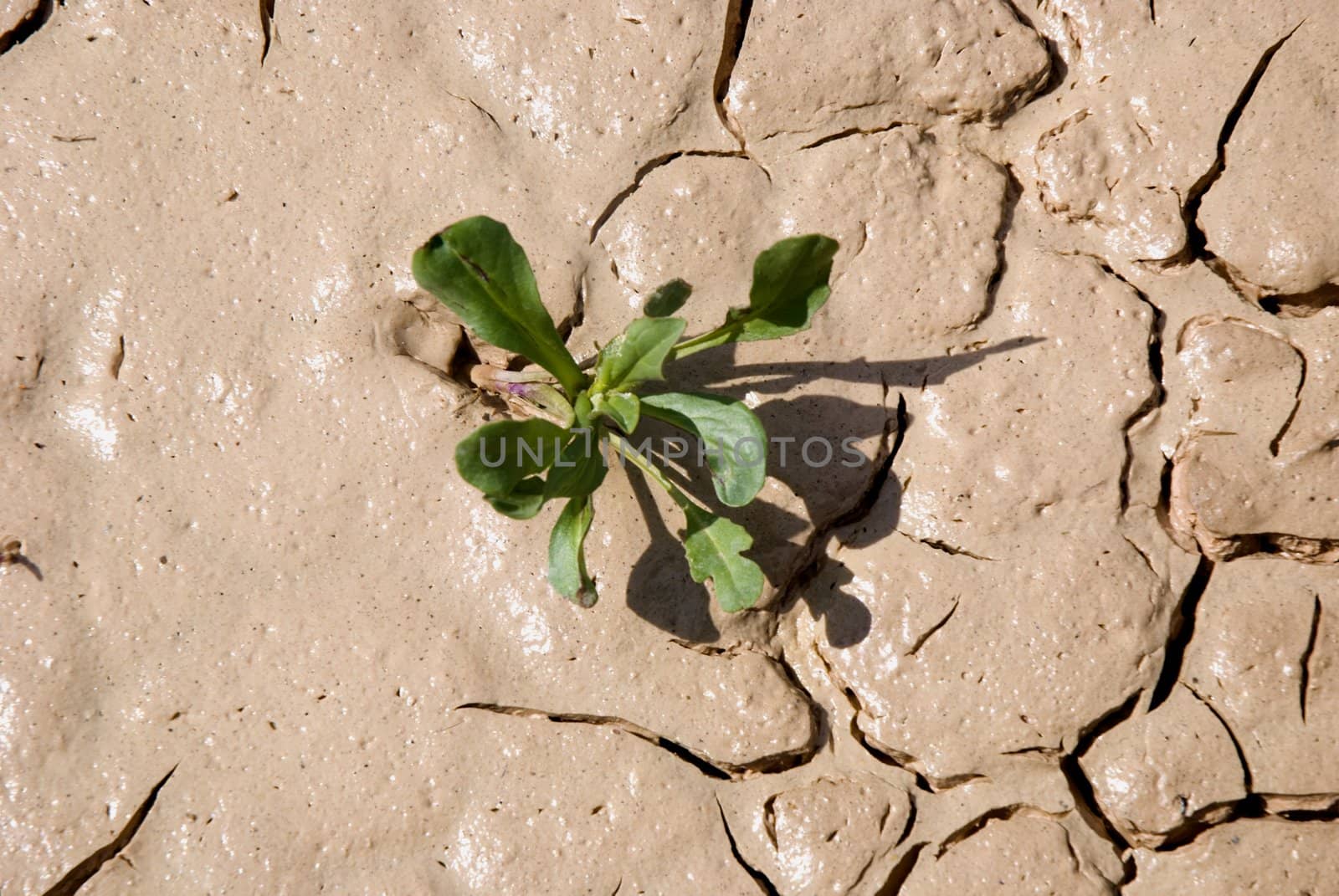 Small plant growing in a drought desert