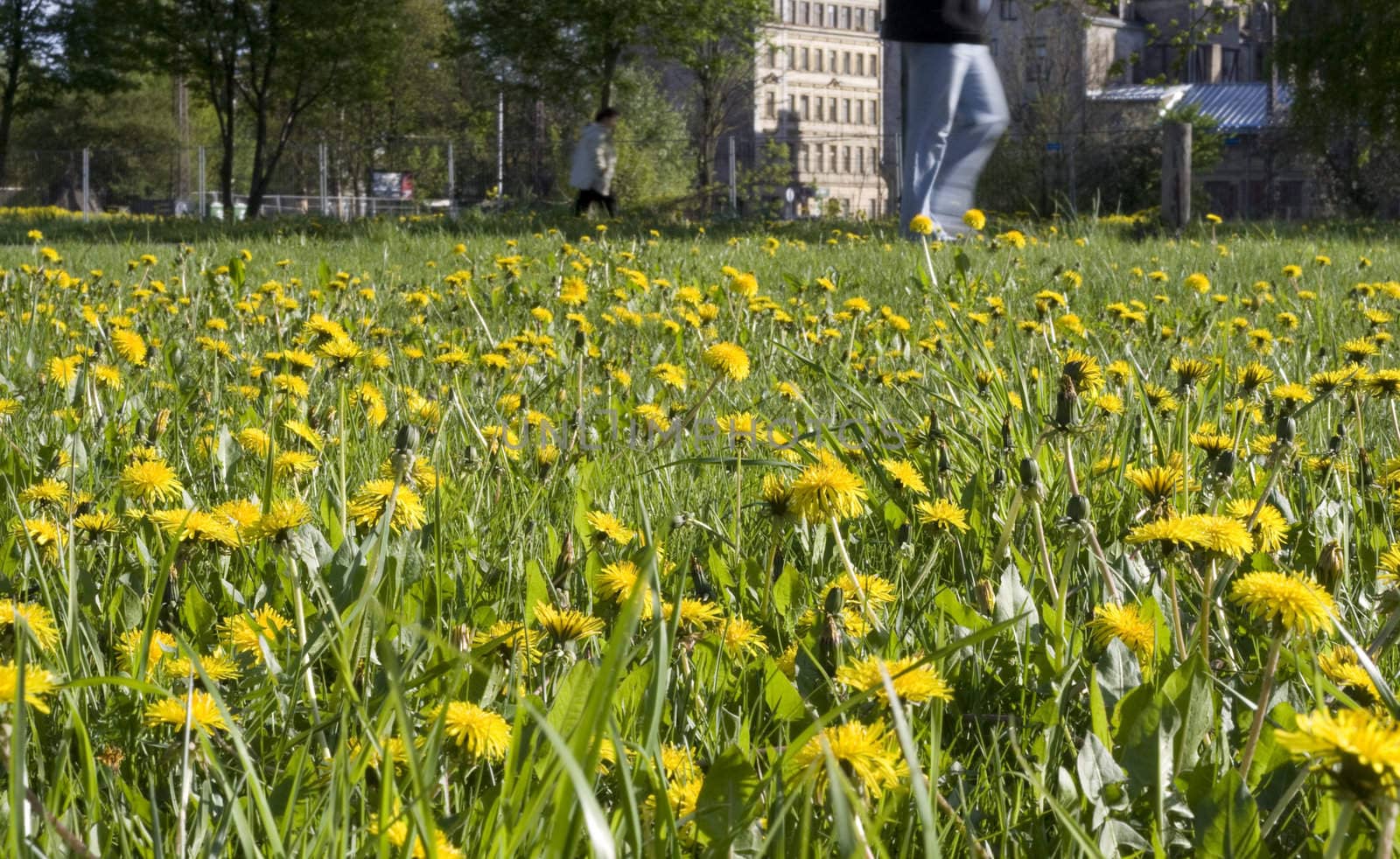 Dandelion field, spring