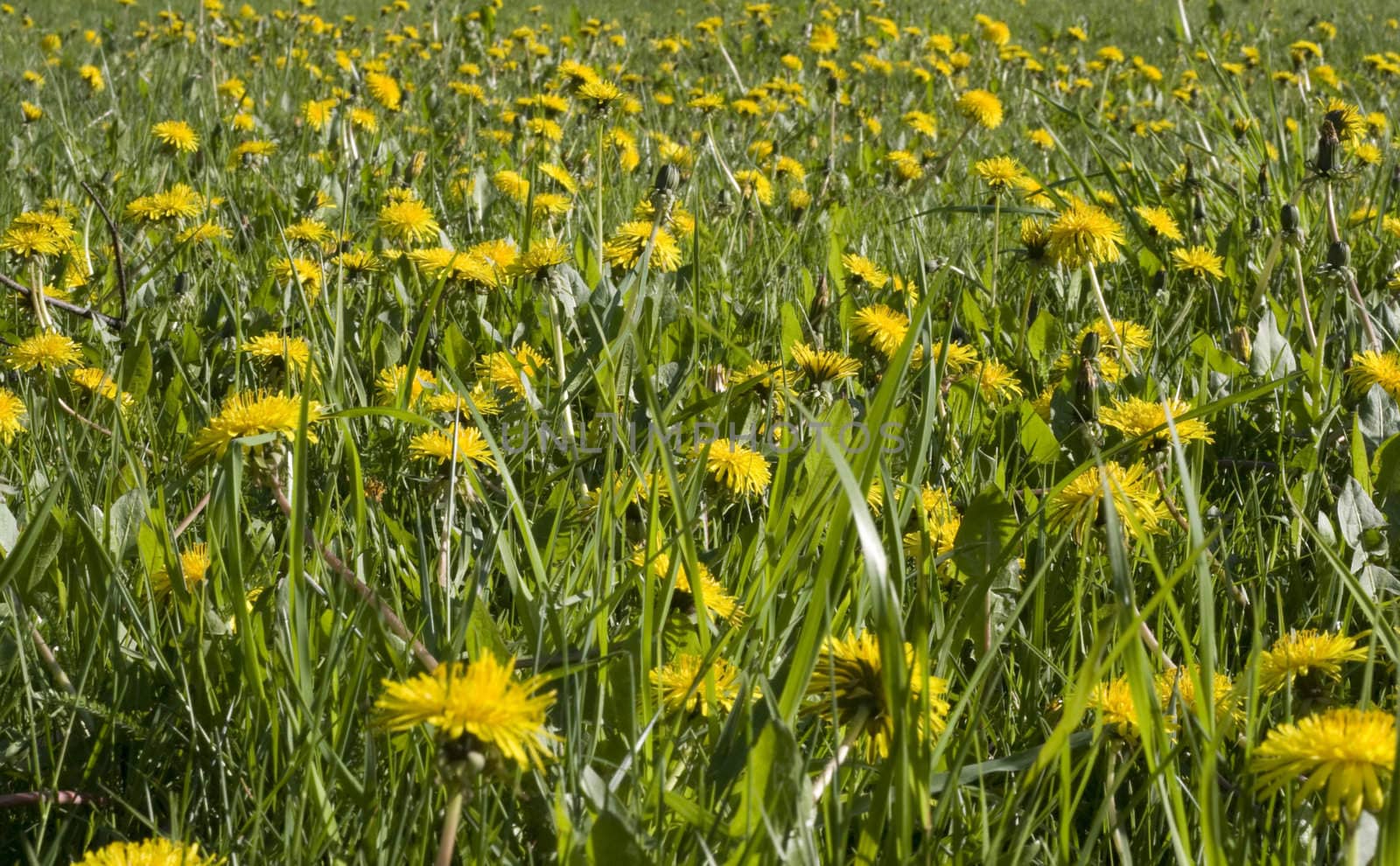 Dandelion field by ursolv