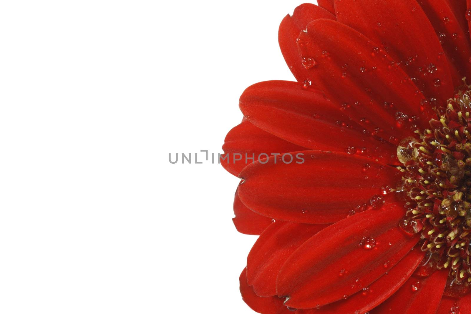 Closeup of a red gerber blossom - isolated on white background