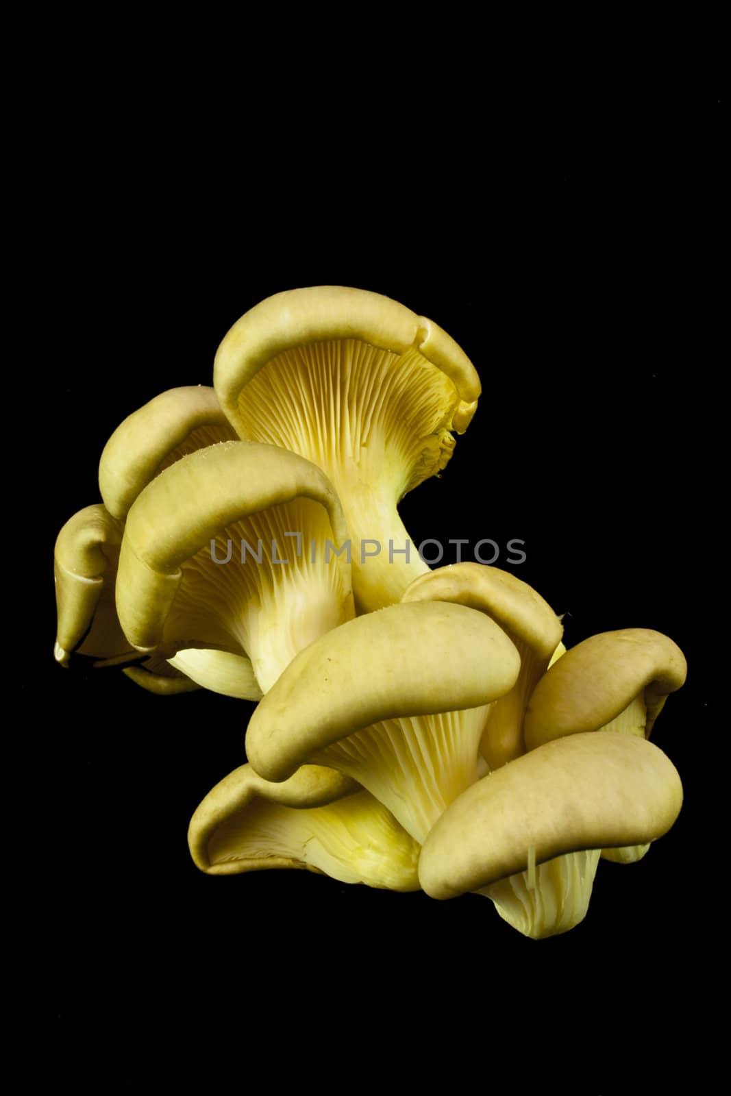 Fresh mushrooms on a black background