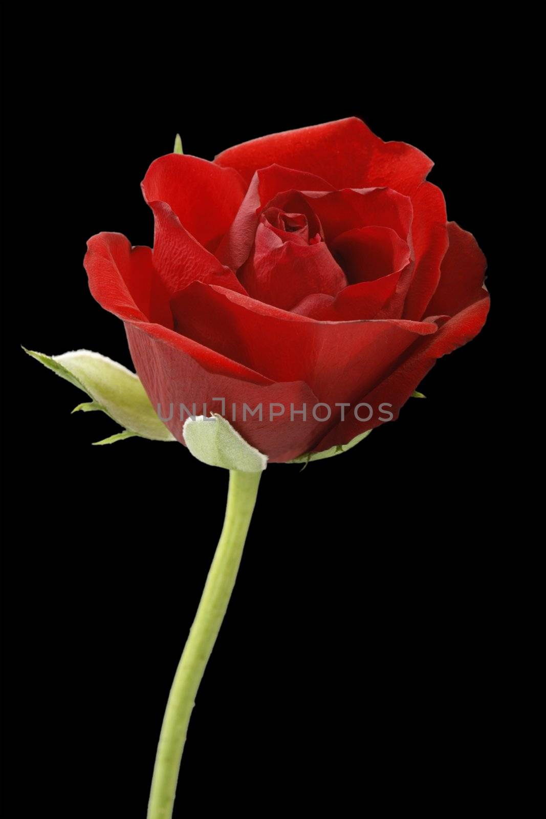 Close-up of a red rose - isolated on black background