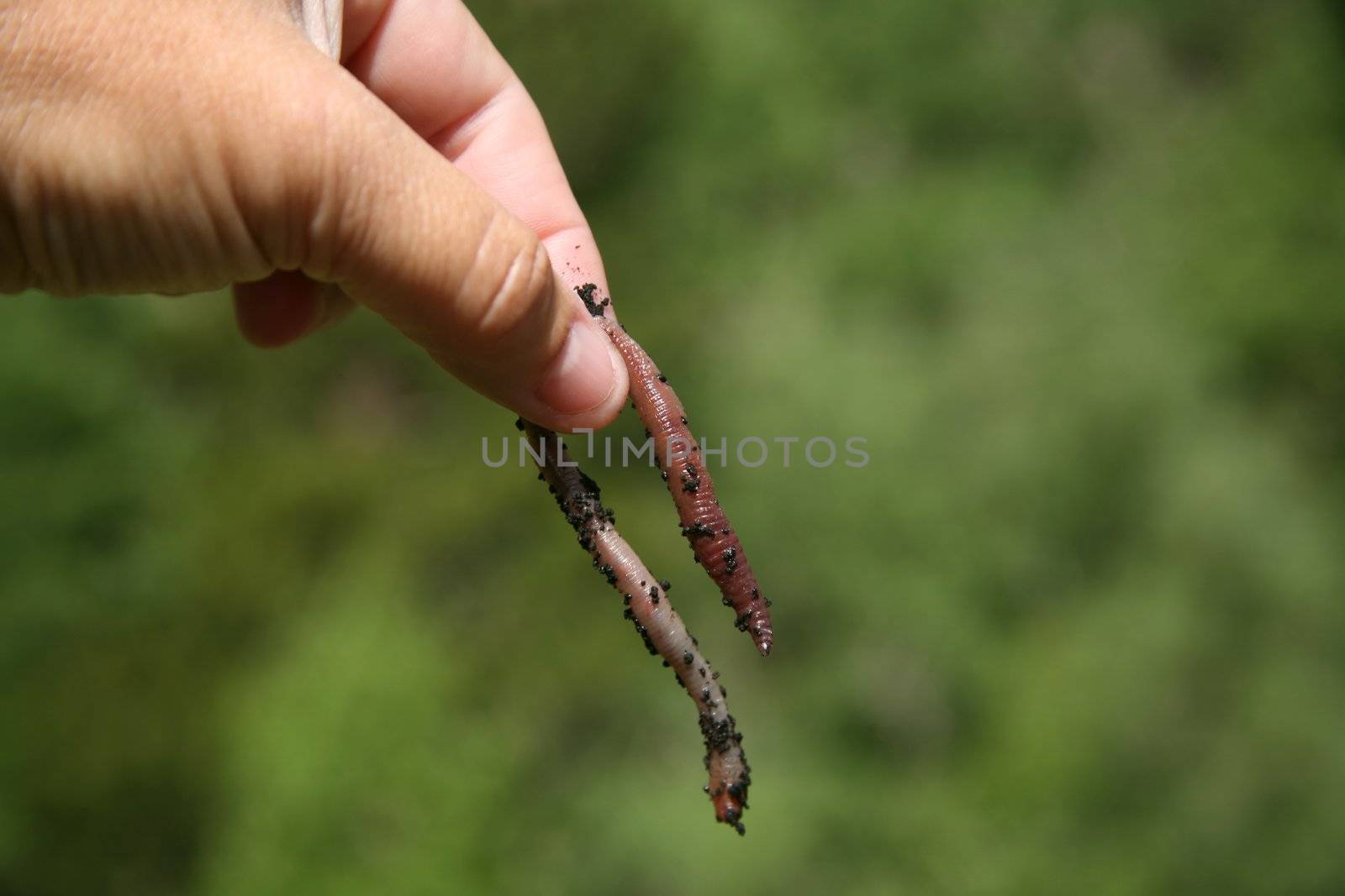Earthworm isolated and waiting to be used as bait