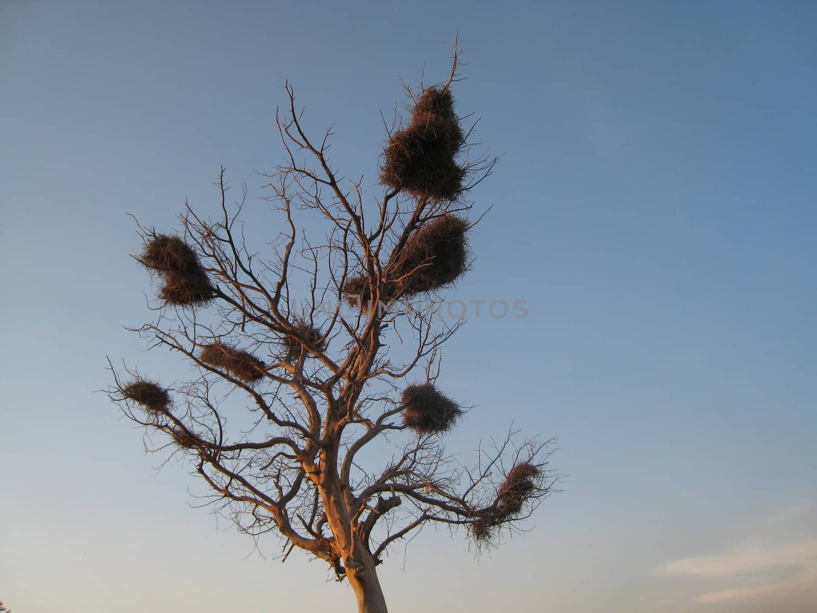 shooted in north Cameroon