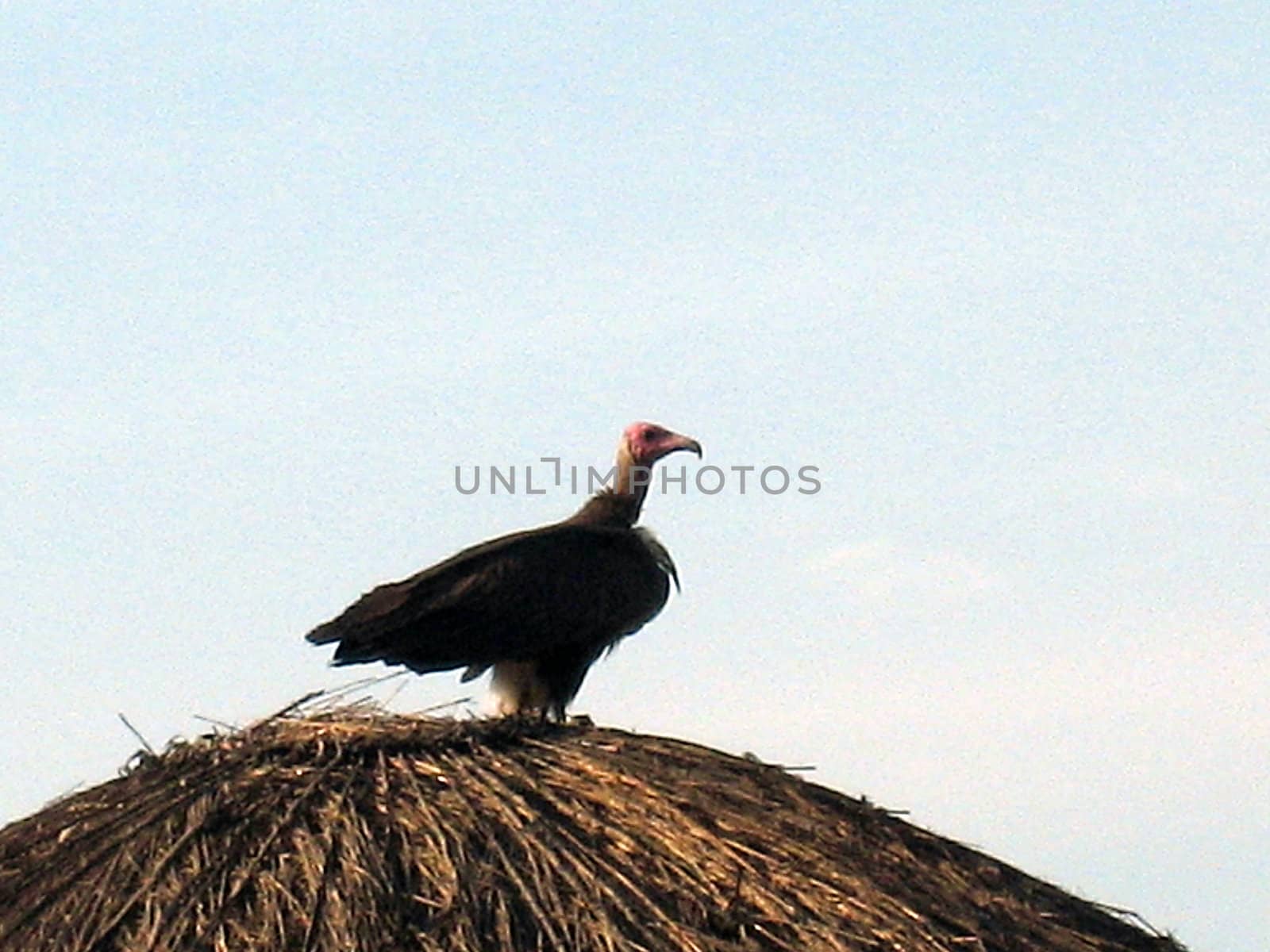 shooted in north Cameroon