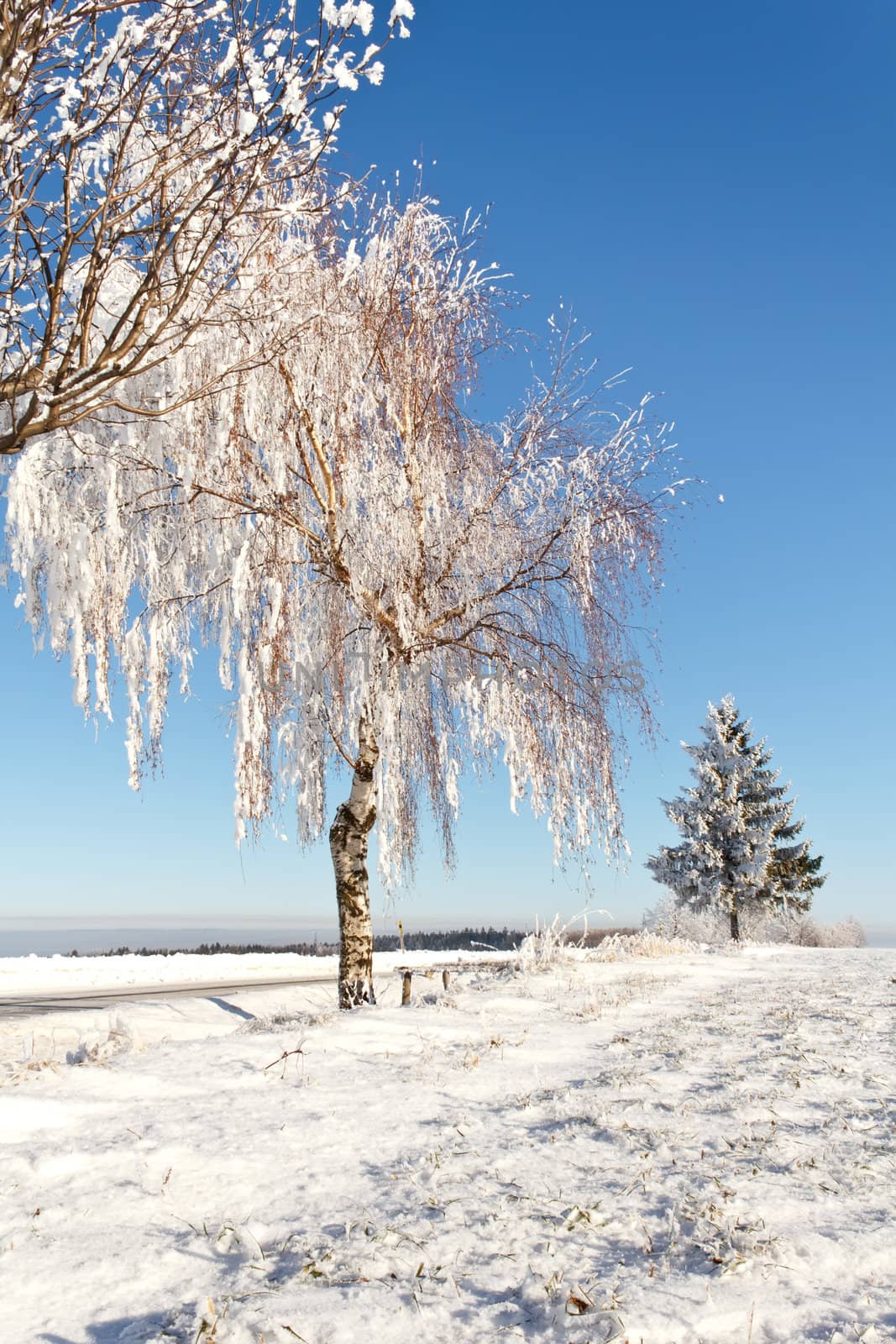 Winter field on a sunny frosty day with blue sky