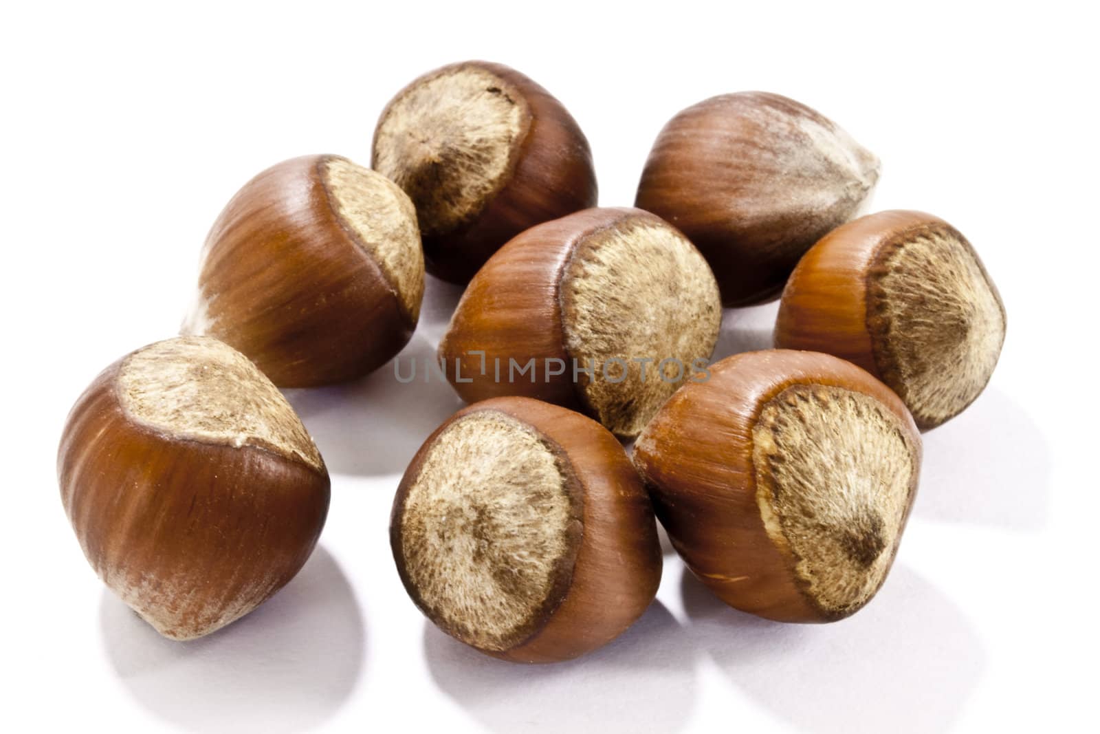 Hazelnut on a light background