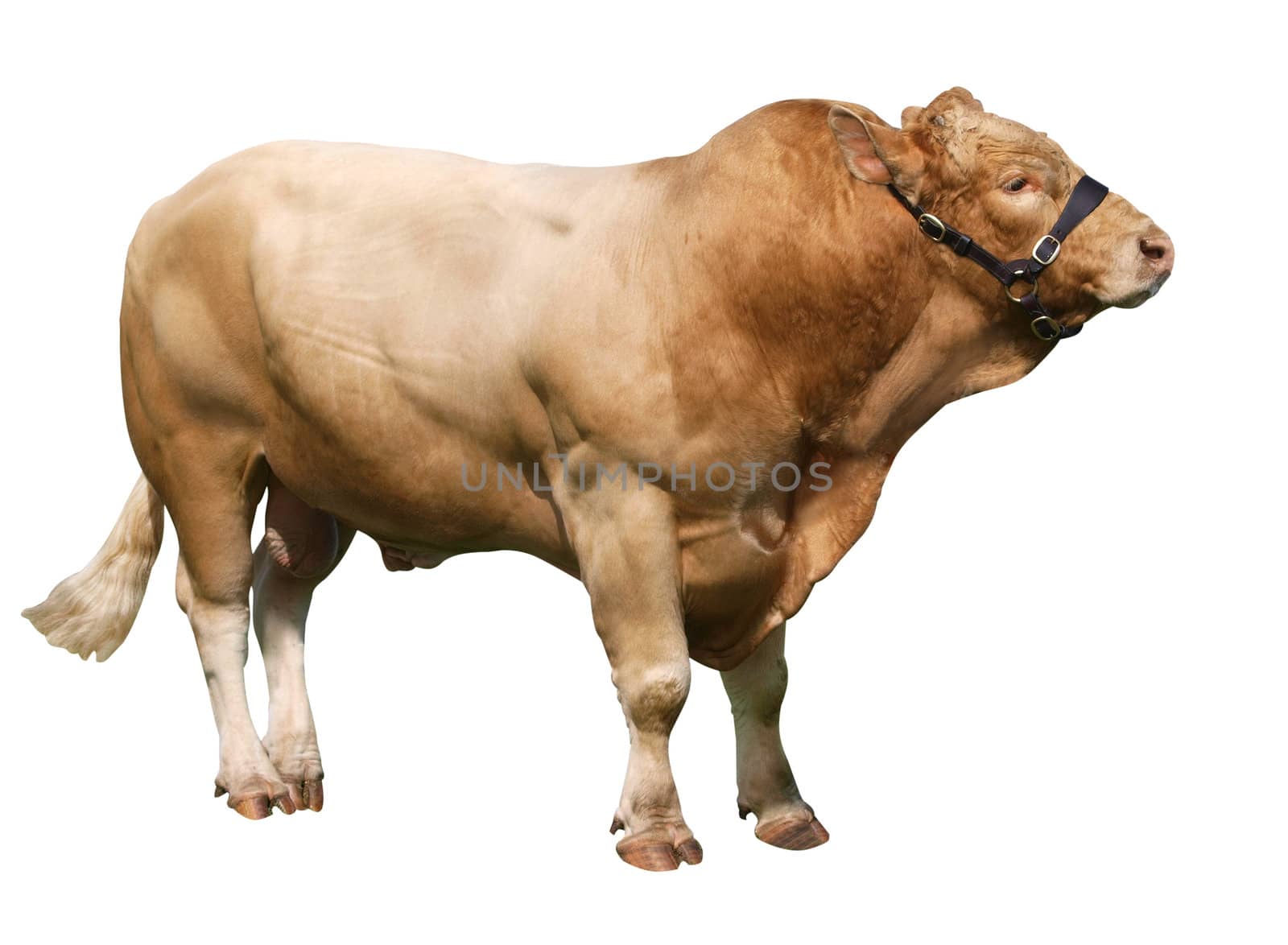 Large Gelbvieh bull  by MargoJH