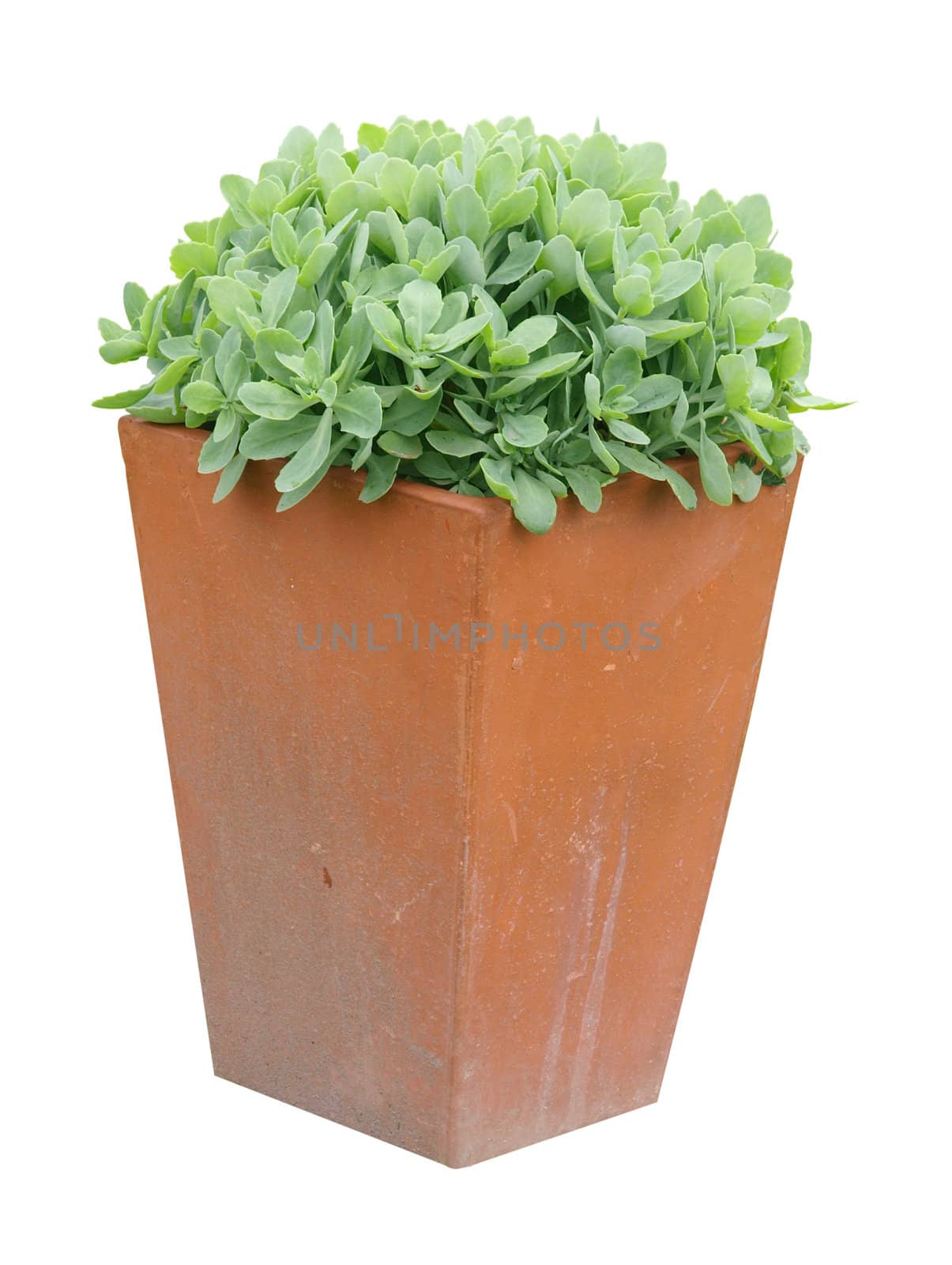Garden Planter with succulent plant isolated with clipping path 
