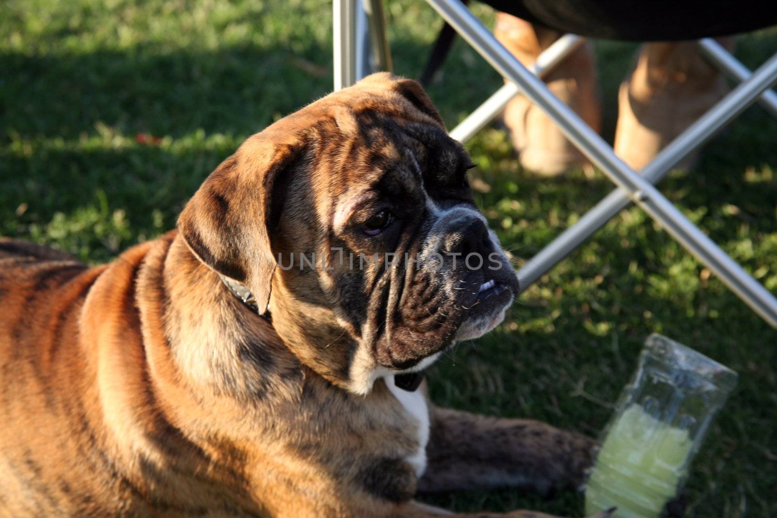 Very cute English bulldog puppy with a plastic bottle of frozen sports drink between his paws