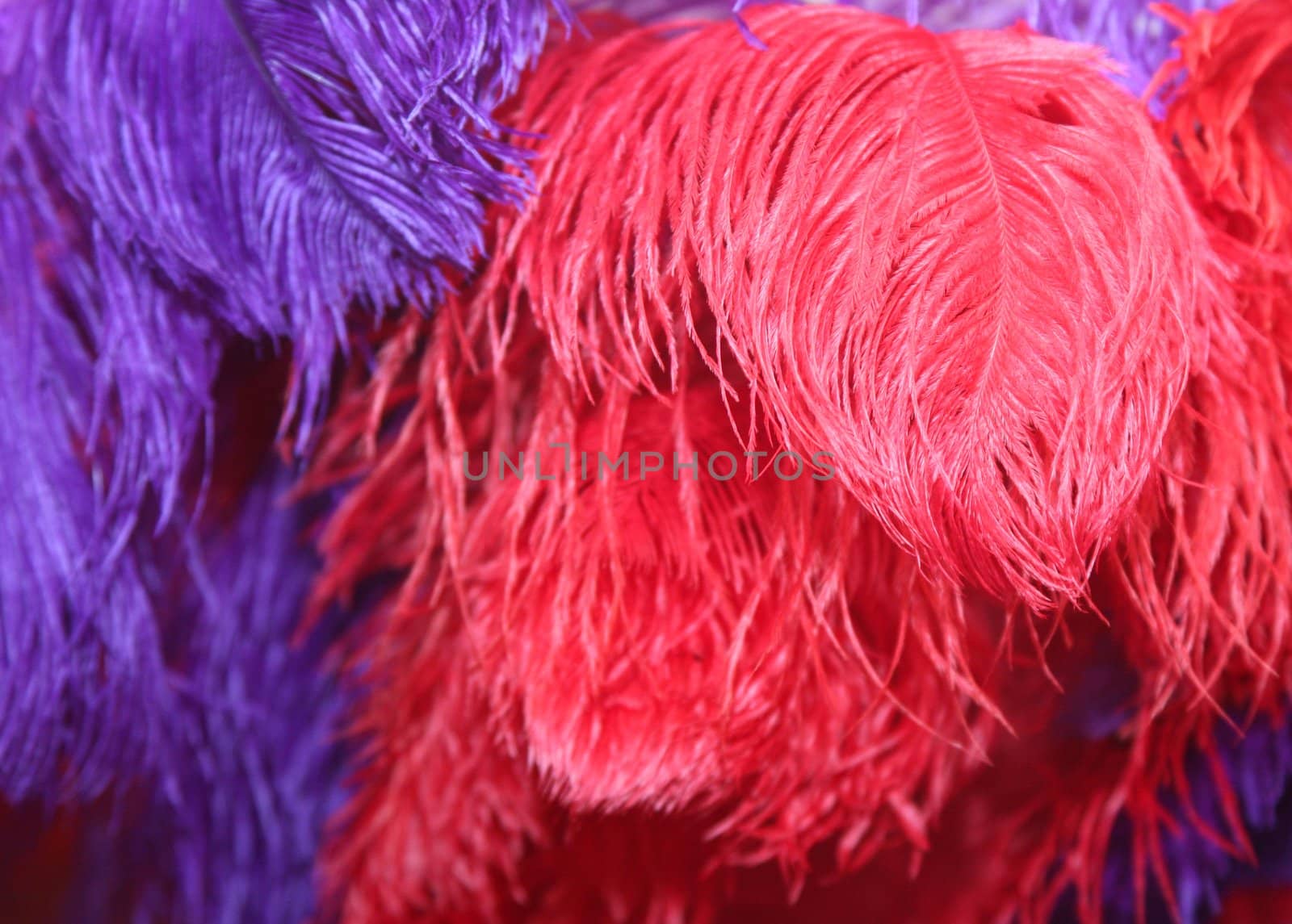 Red and purple feathers make a colorful background