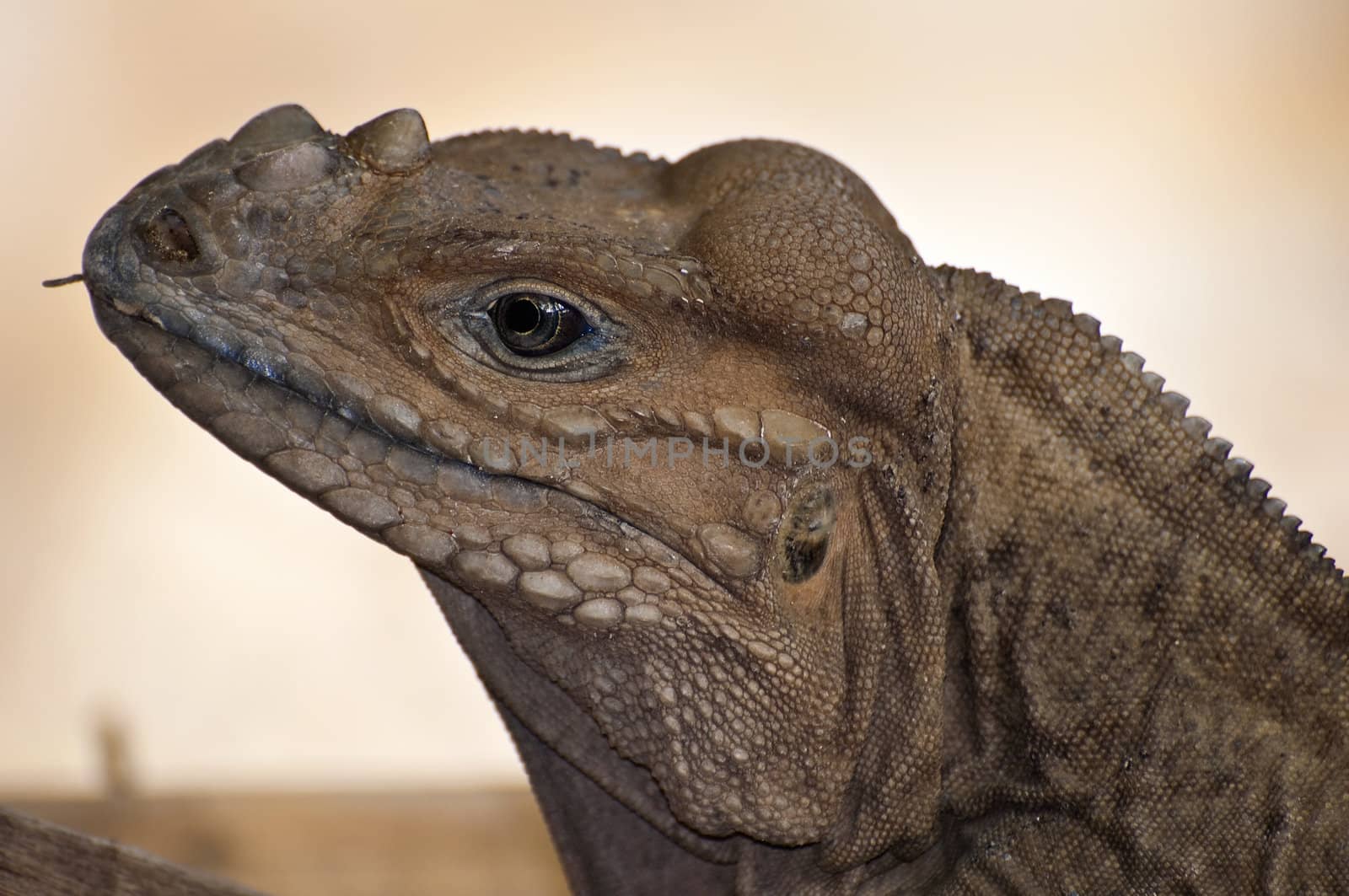 Close up of a Rhinoceros Iguana, Cyclura Cornuta.