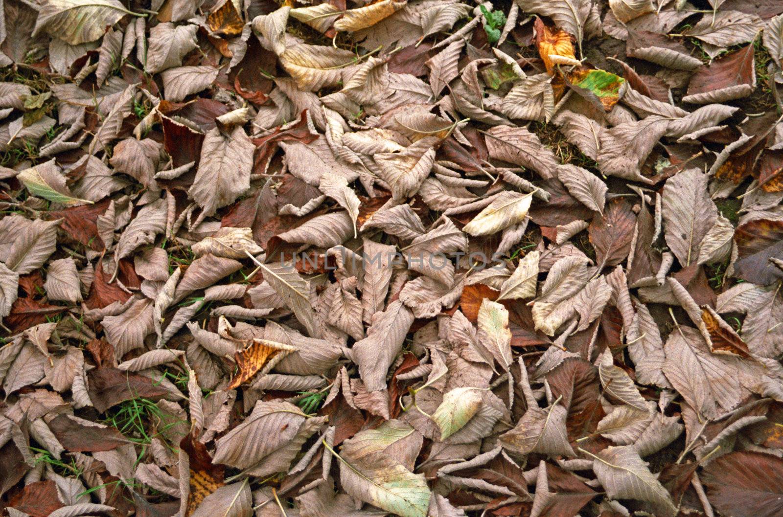 Fallen leaves cover the ground at the onset of Winter
