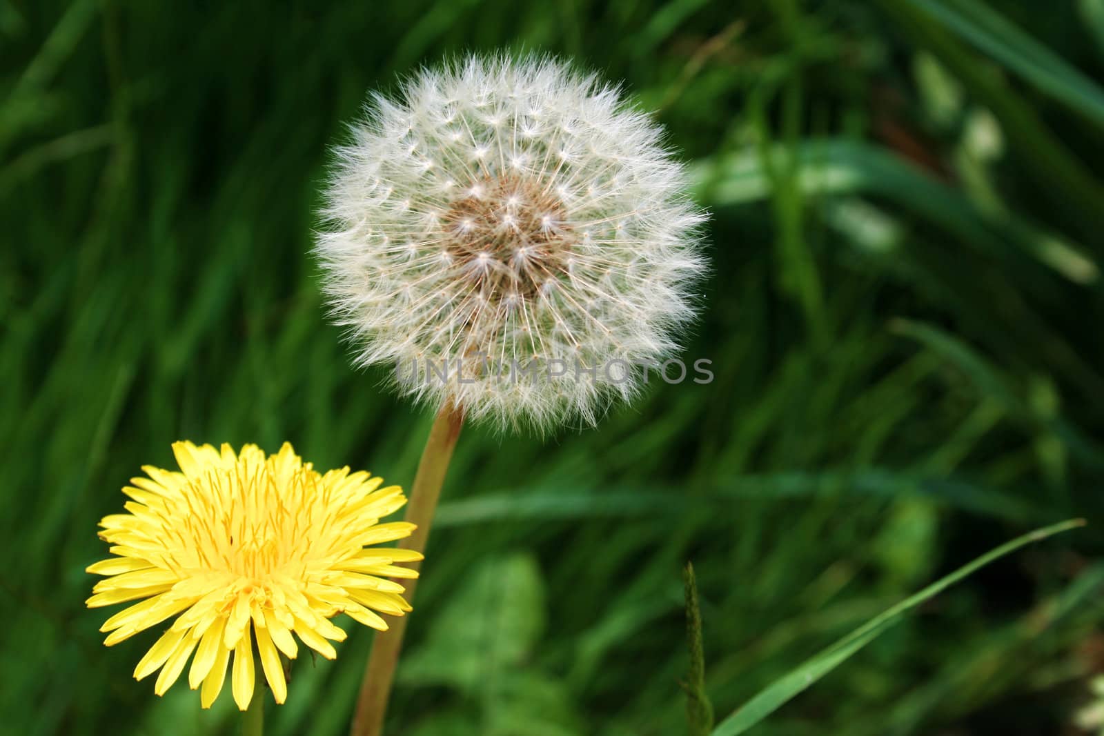 dandelion flower and seedhead growing together in the grass