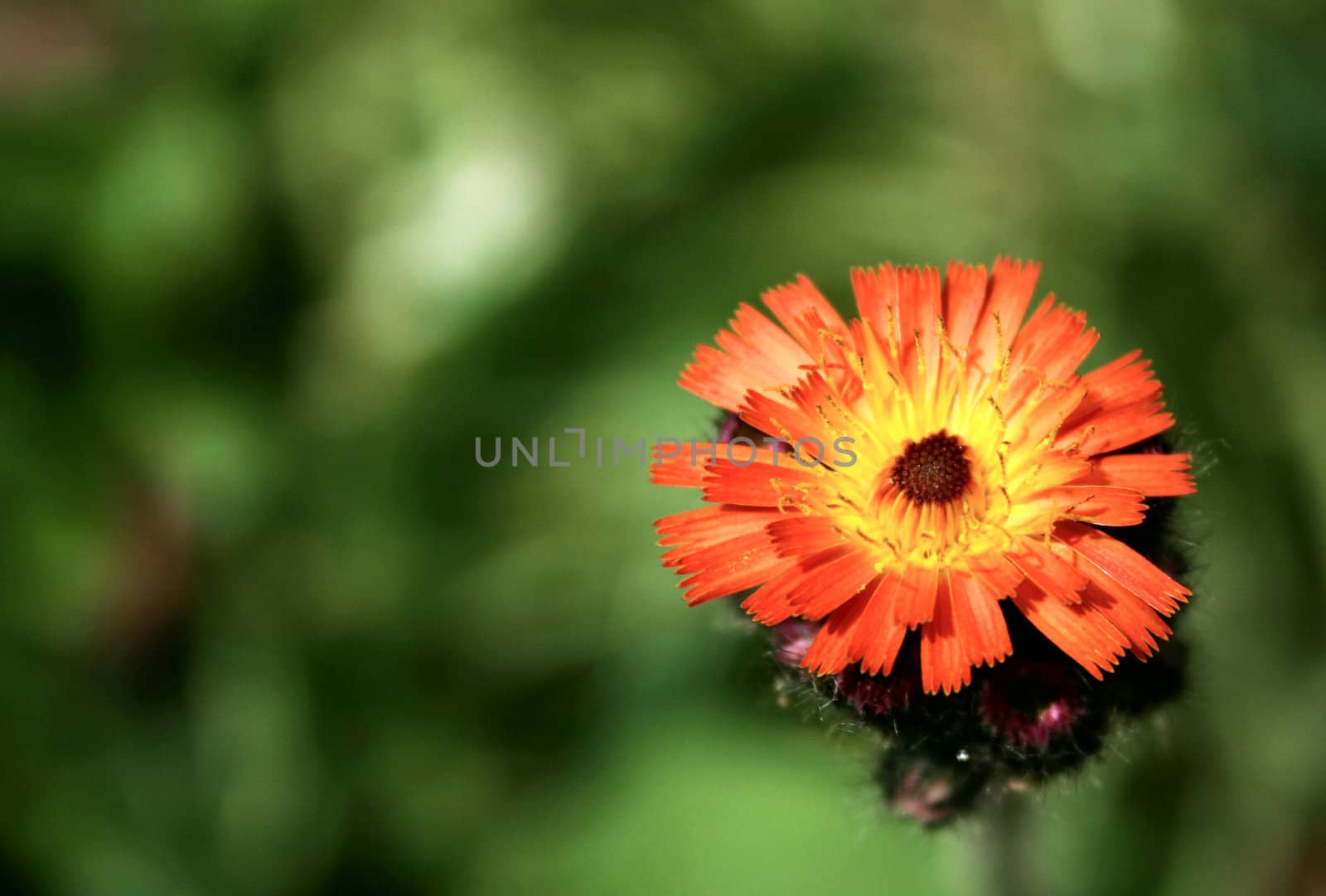 details of a daisy like orange wild flower
