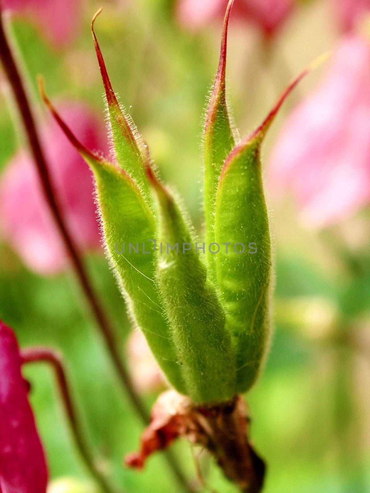 macro shot of the aquilegia seed pod