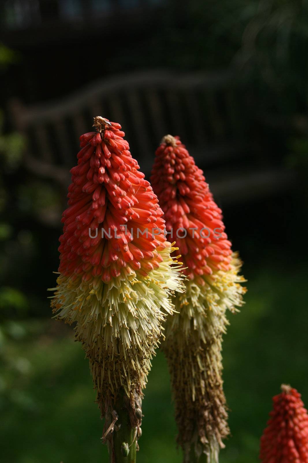 commonly known as the red hot poker plant
