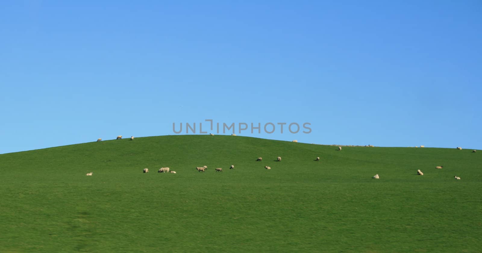 sheep in the top of a field with blue sky above