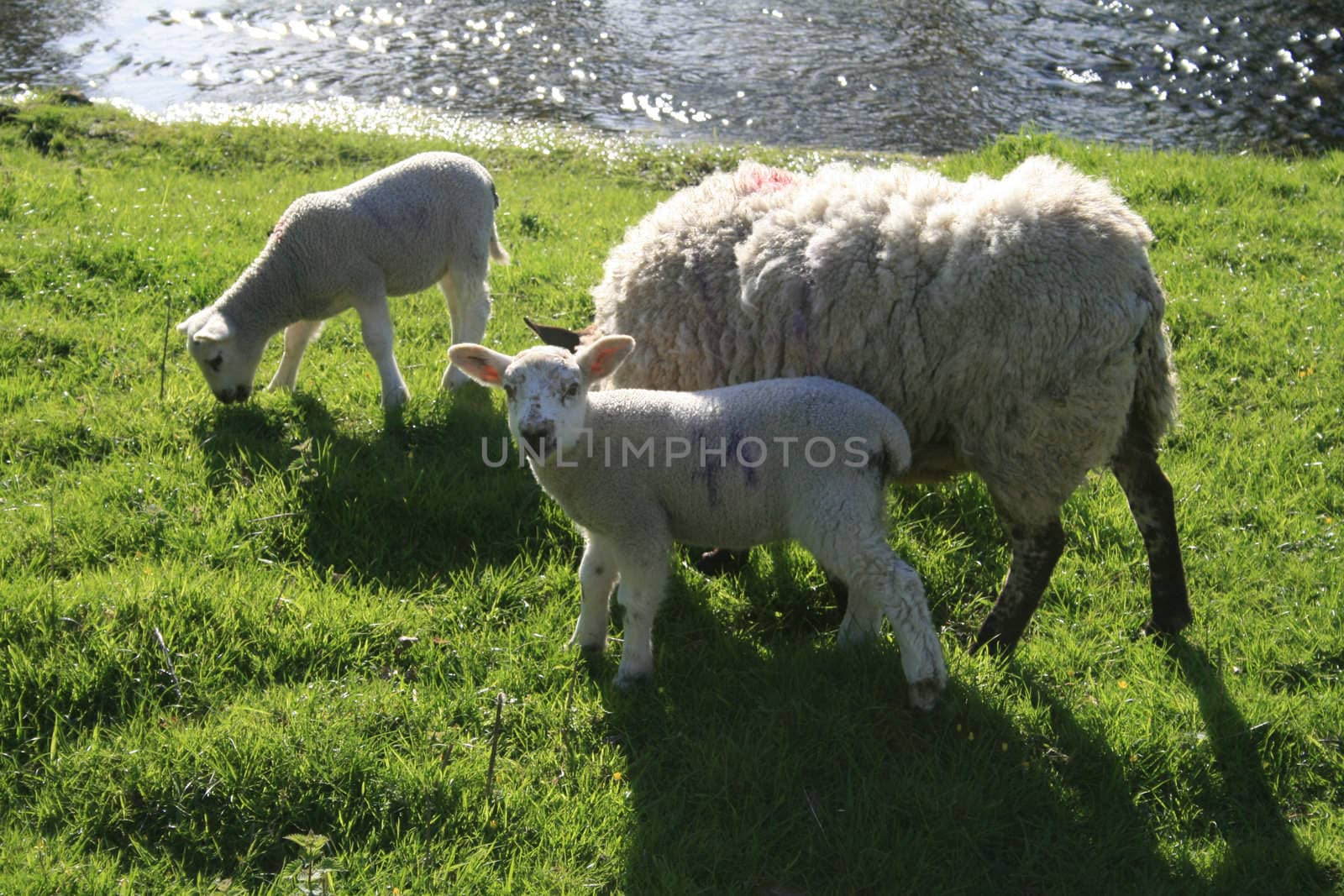 ewe with her lambs in the springtime