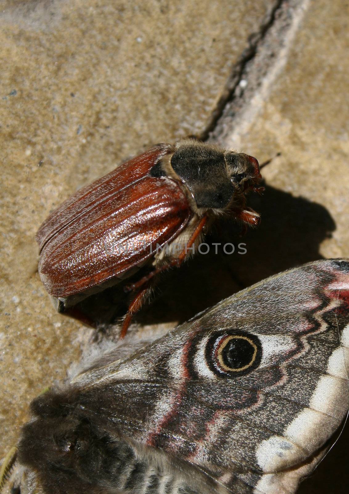 abstract image of a moth and beetle with dark shadows