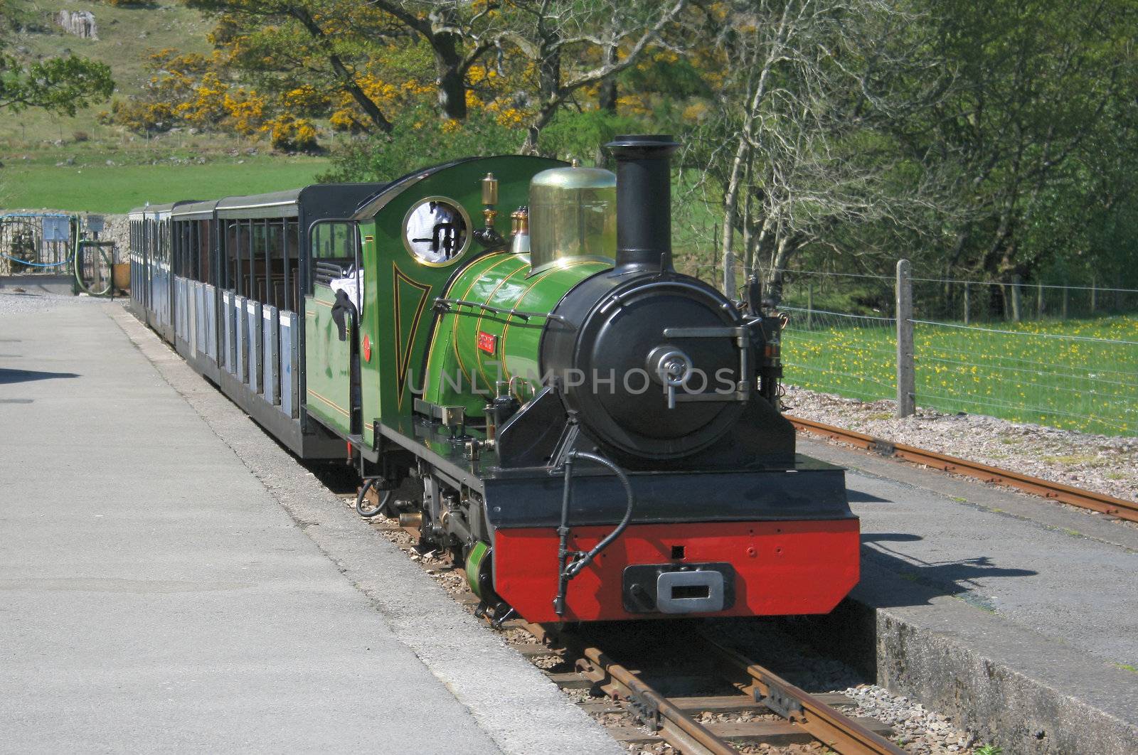 narrow gauge steam train by leafy