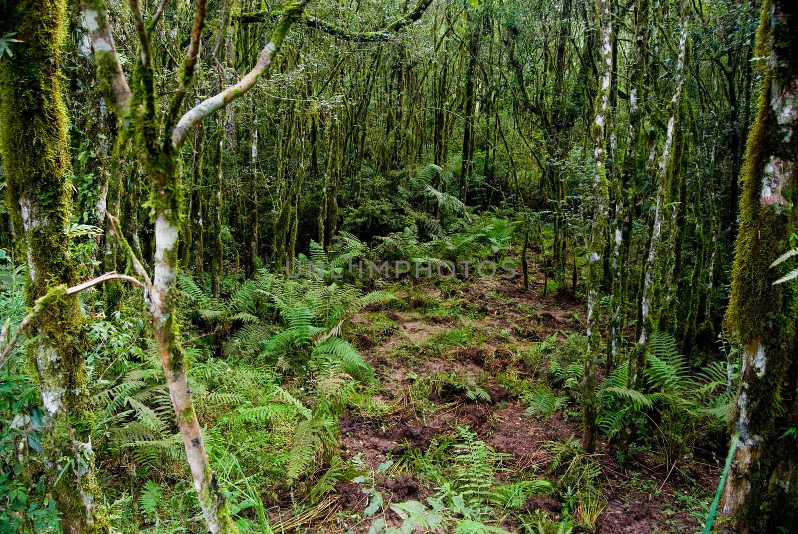 Internal view of the Atlantic forest vegetation on southern Brazil.