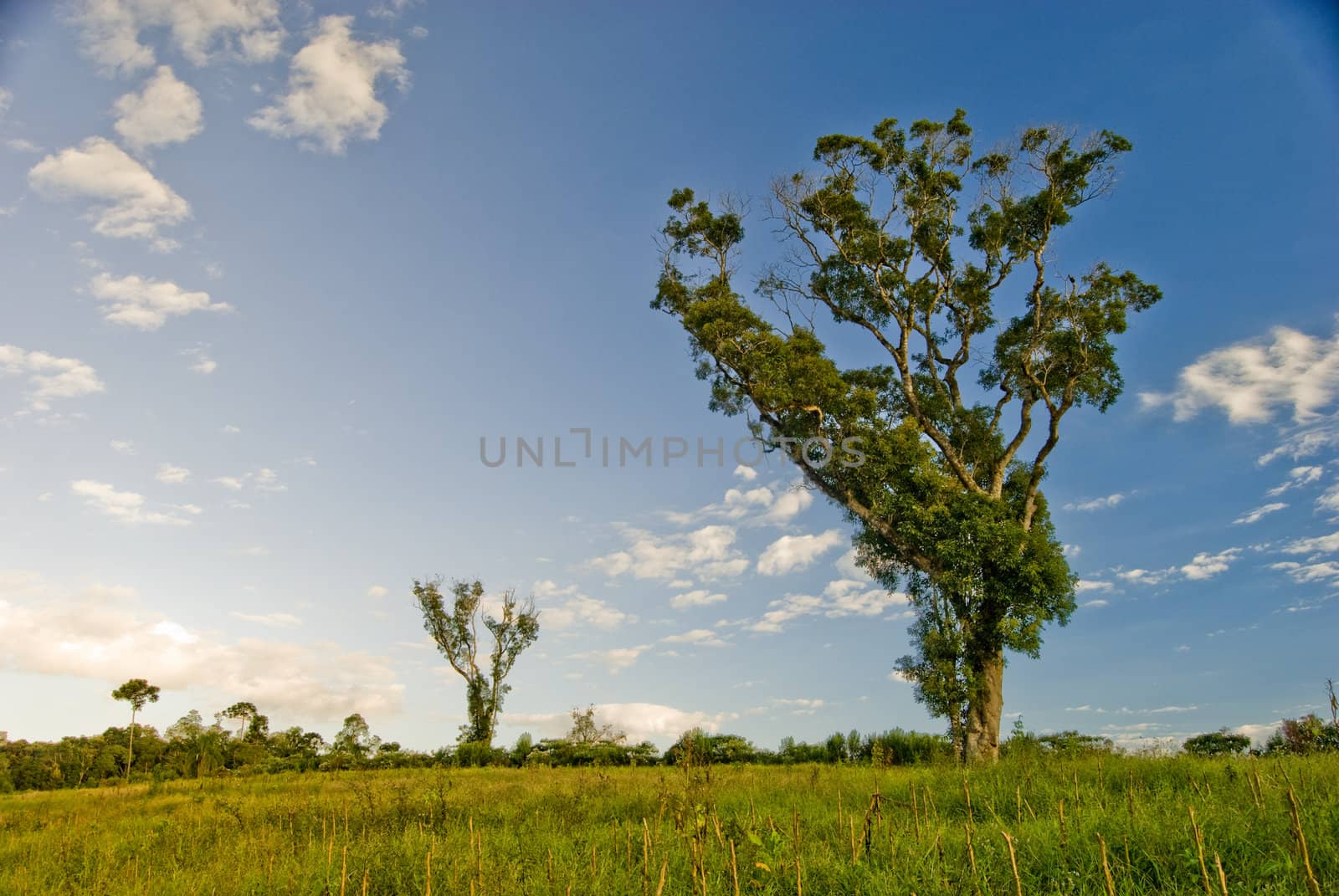 Tree in field with blue sky and clouds in the countryside.