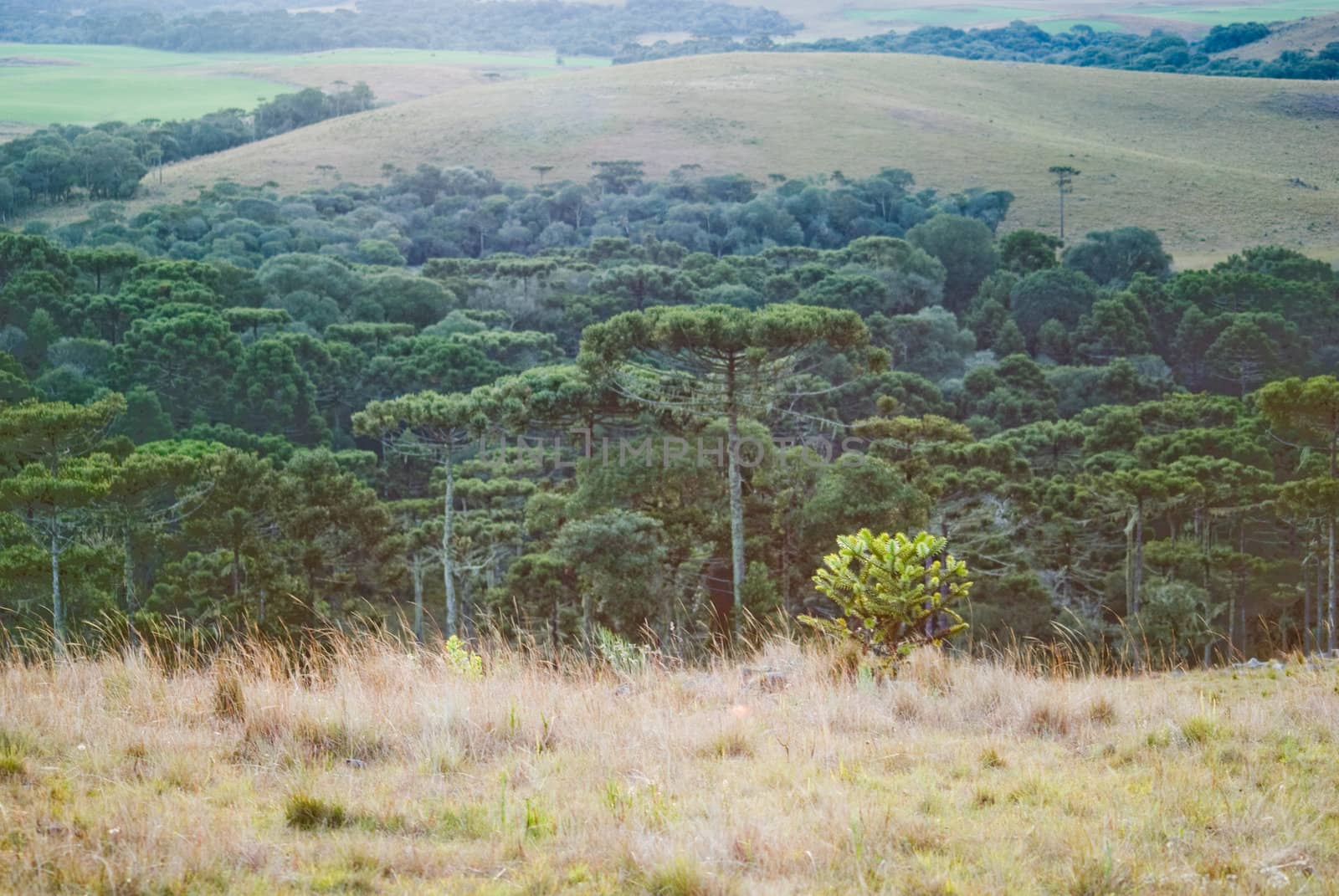 Araucaria forest by xicoputini