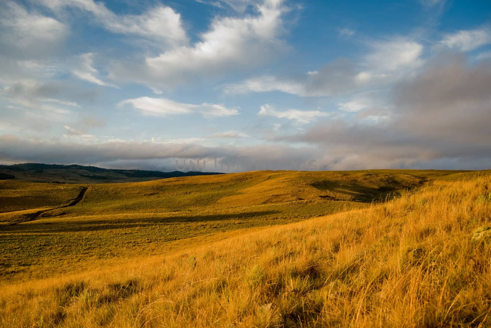 Golden grass prairies in southern Brazil with blue sky and clouds.