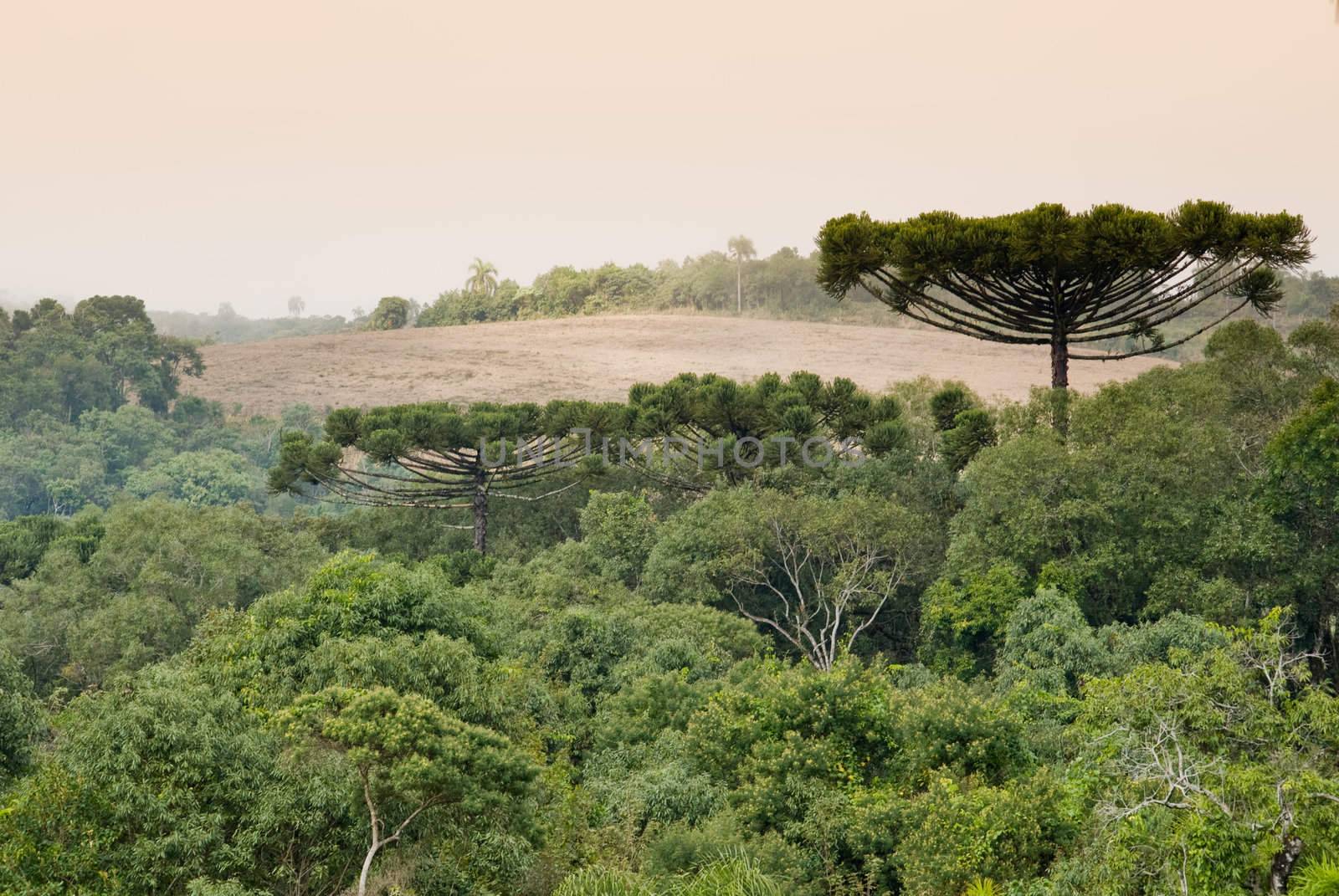 Araucaria forest is a associated ecosystem to Atlantic rainforest, endangered by deforestation. Currently remains less than 1% of this ecosystem.