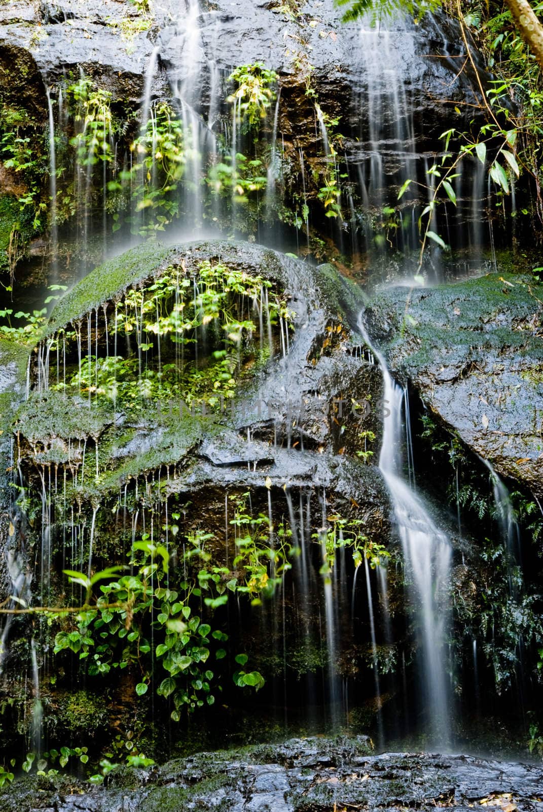 Small waterfall with plants of the Atlantic Forest, southern Brazil.