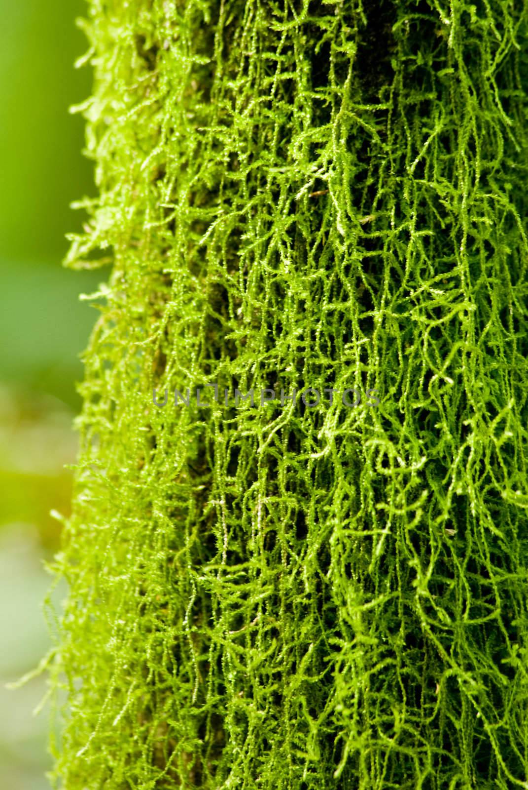 Green moss on tree in the atlantic rainforest of southern Brazil.