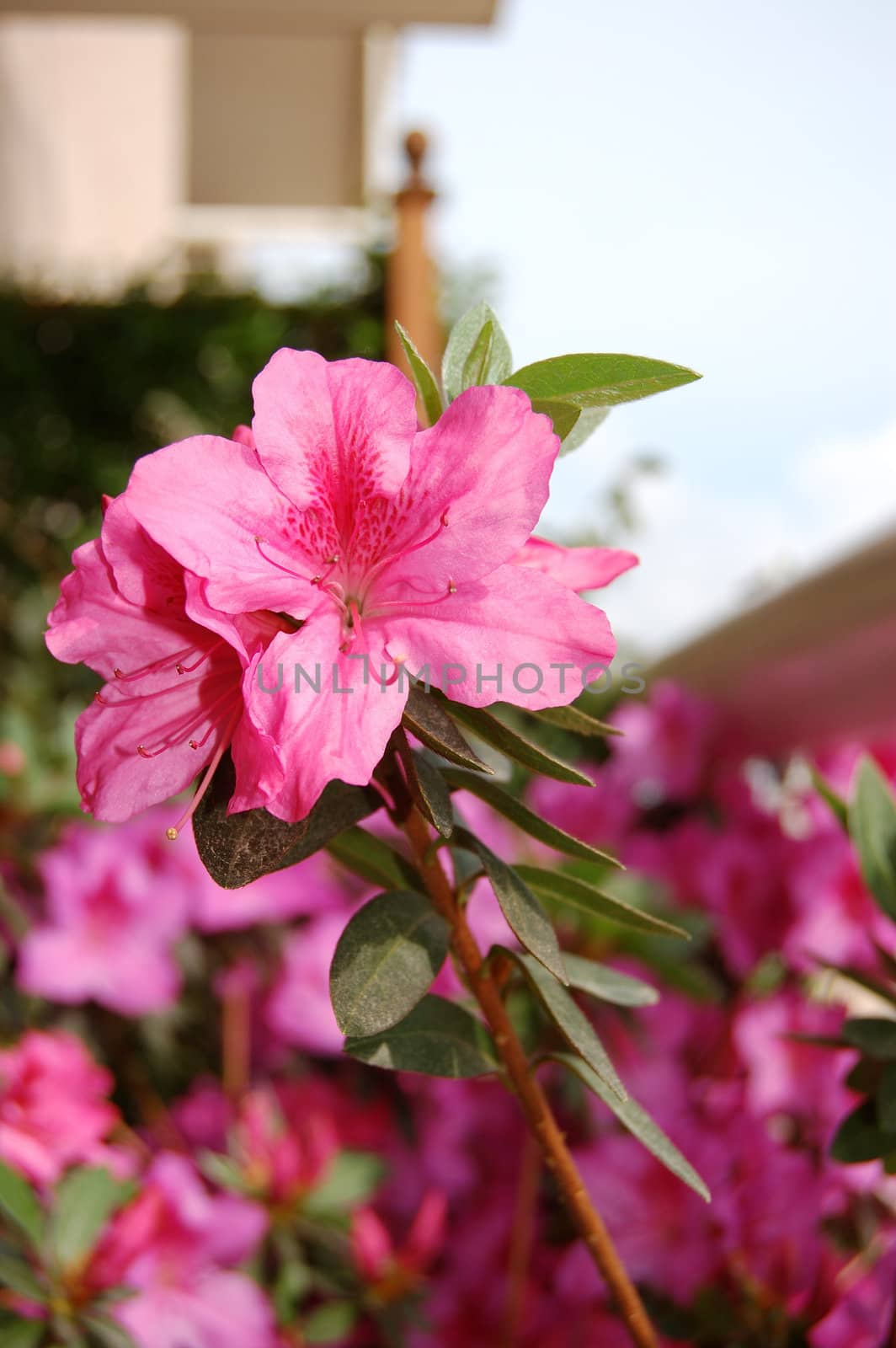 Azalea Flower