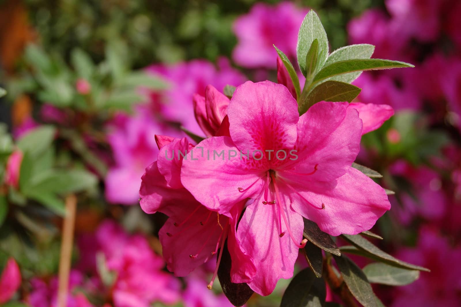 Azalea Flower