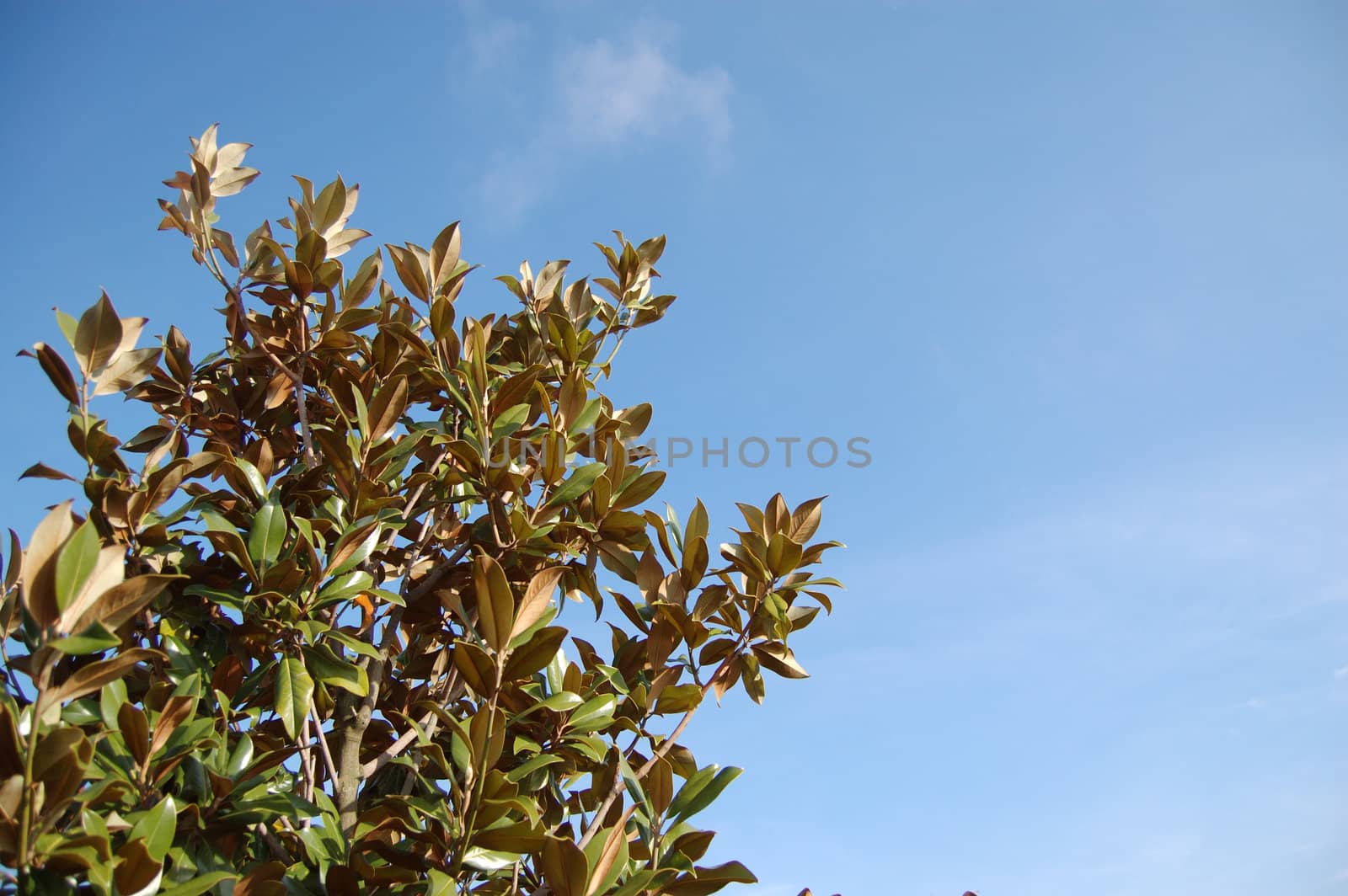 Magnolia tree with blue sky background.