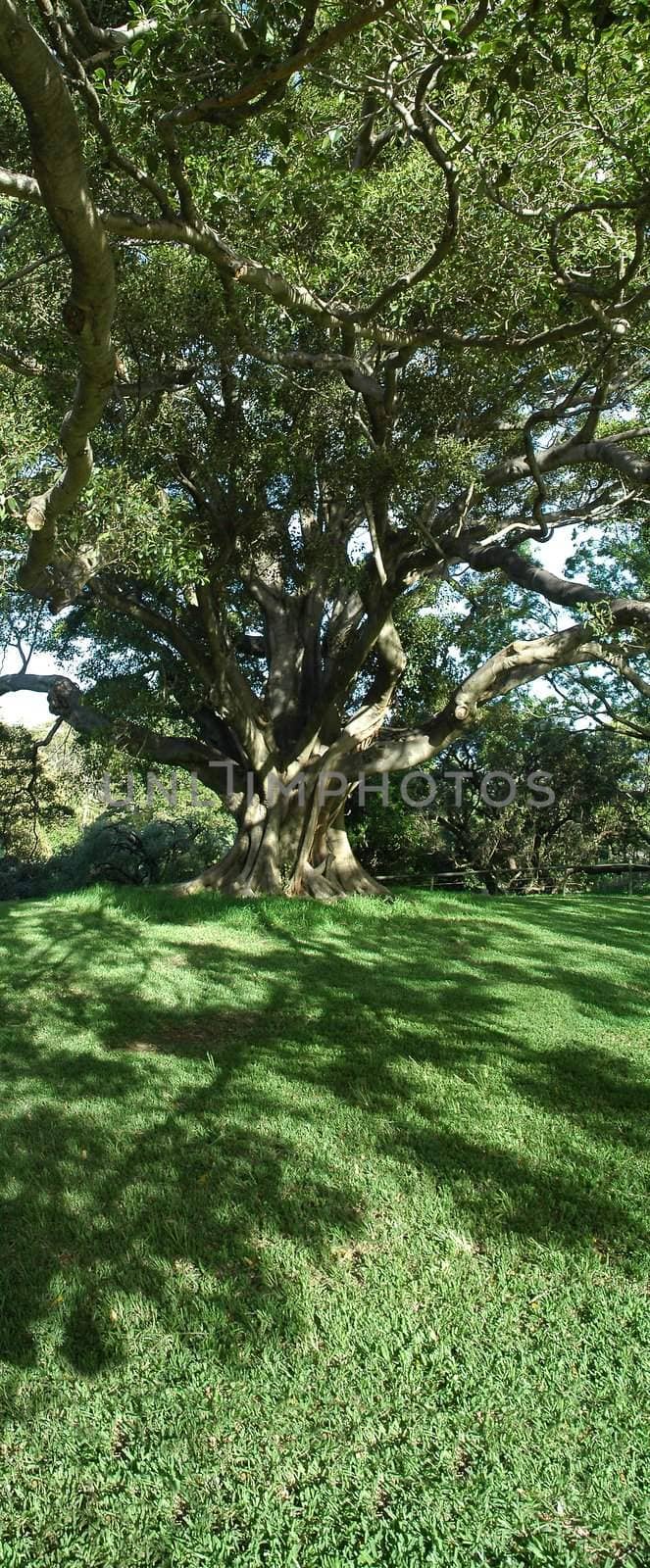 australian tree by rorem