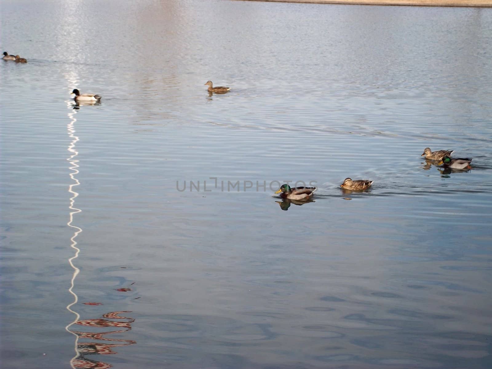 Ducks On The Water In Search Of Food 