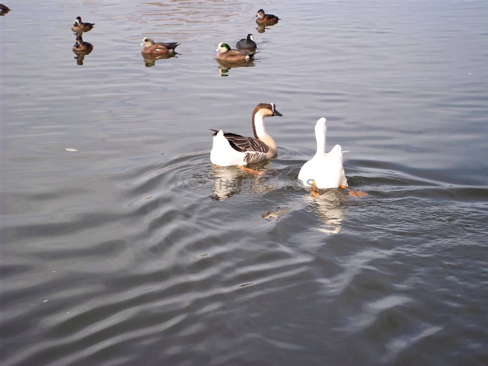 Ducks And Geese On The Water 