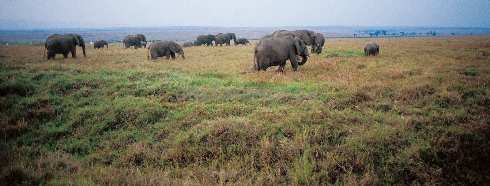 Elephant Family, Masai Mara, Kenya, Africa